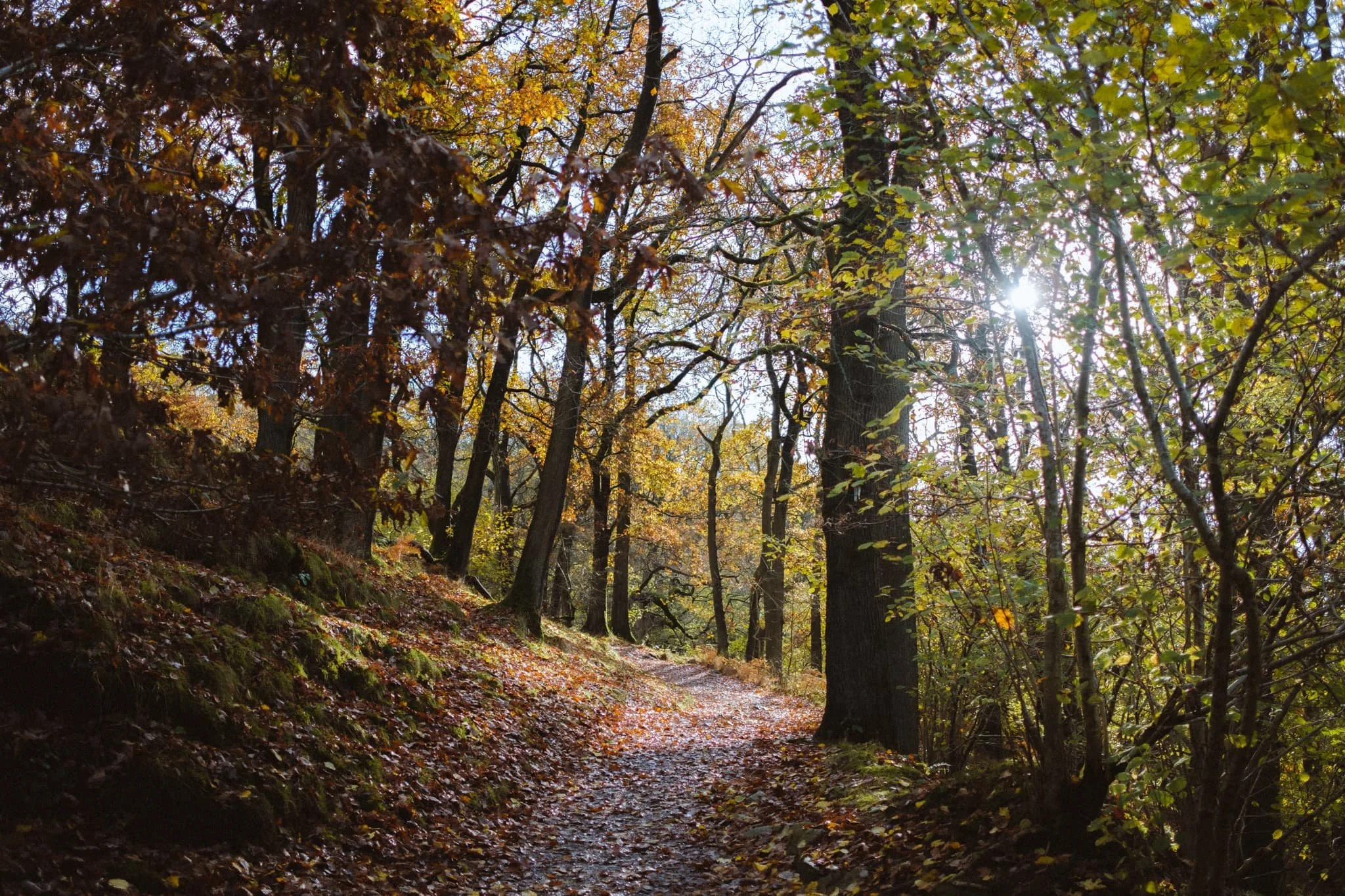  Gradually the trail moves away from the River Doe as we near Ingleton. Quarry Woods provides some beautiful colour as the sun beams through the canopy. 