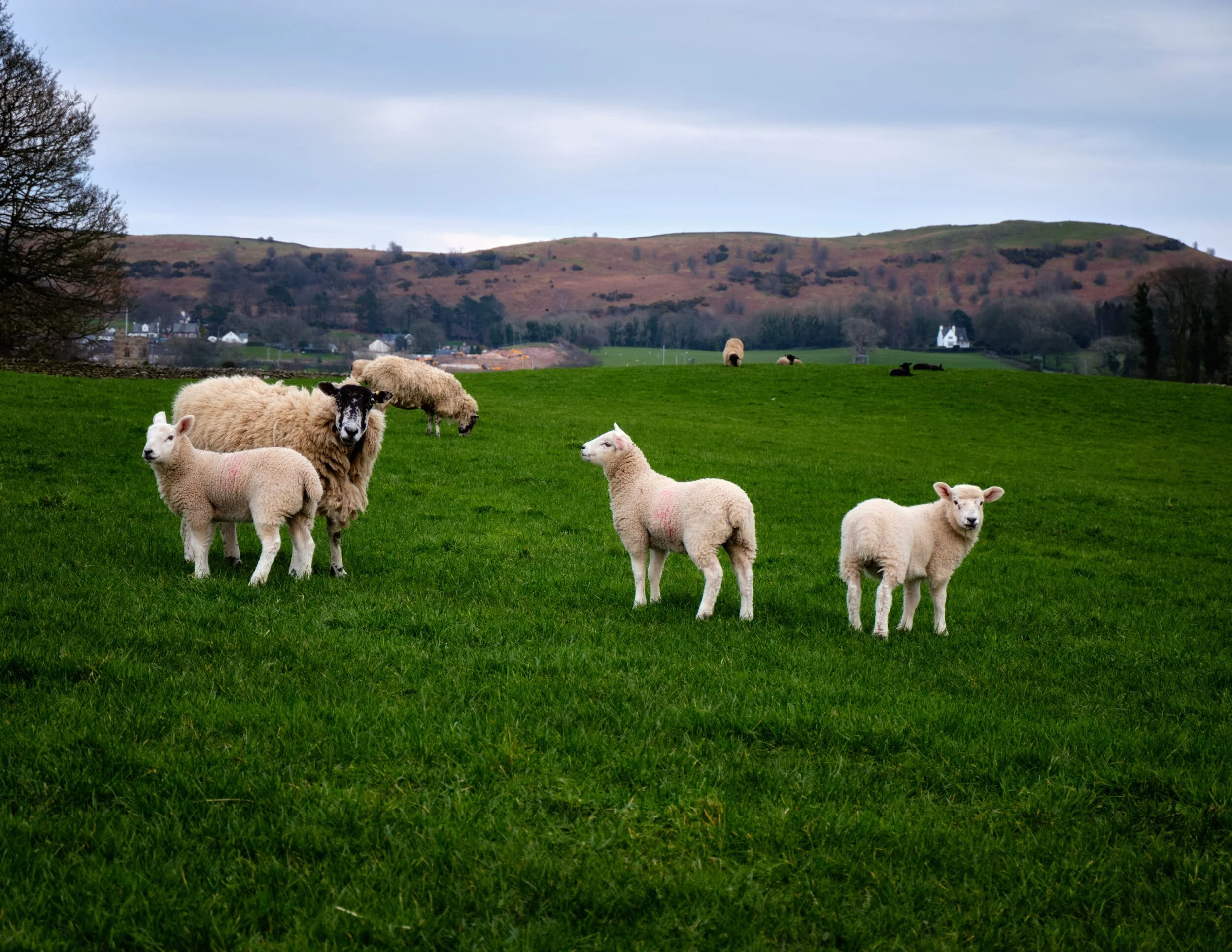 For the highland/fell breeds in Cumbria, lambing typically doesn’t start until around the beginning of April. But for the lowland breeds, lambing is in full swing.