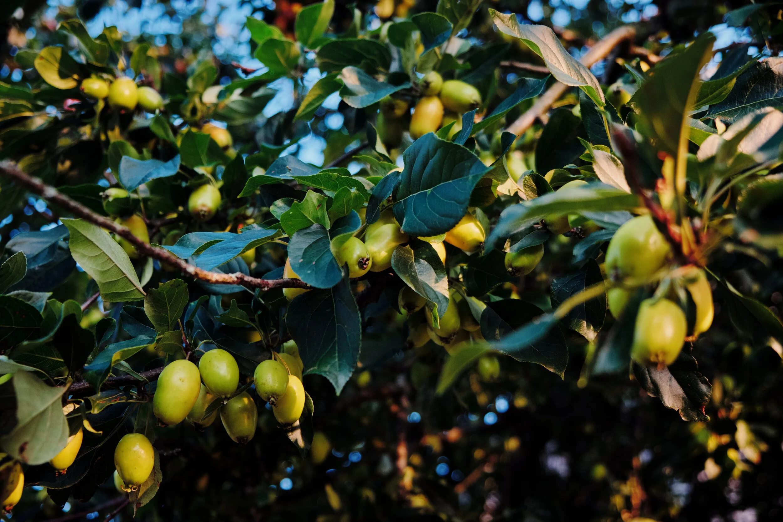 Some sort of Apple tree (?) growing in the ground of a church.