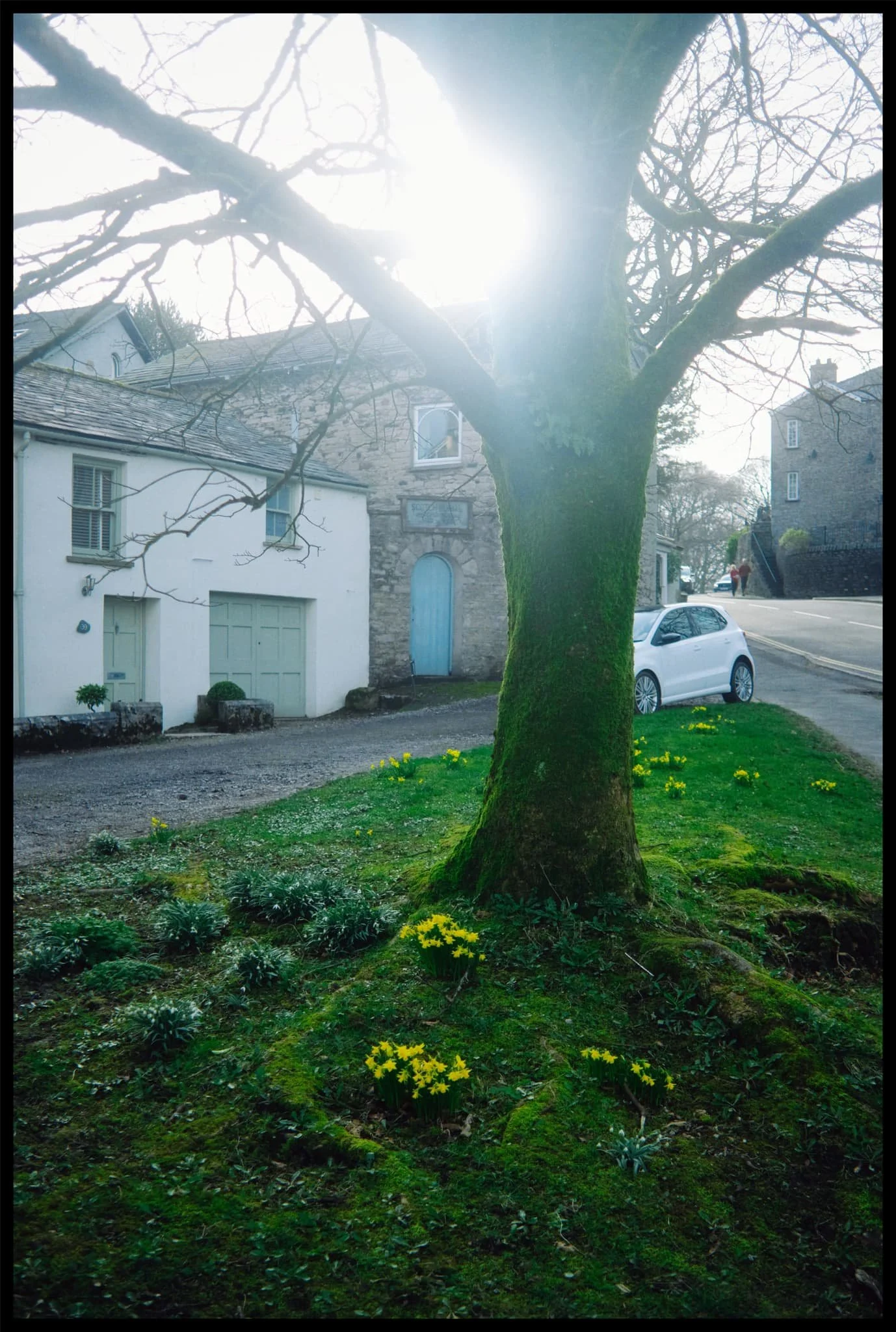  Lovely to see the daffodils out, although they are a week or so early. 