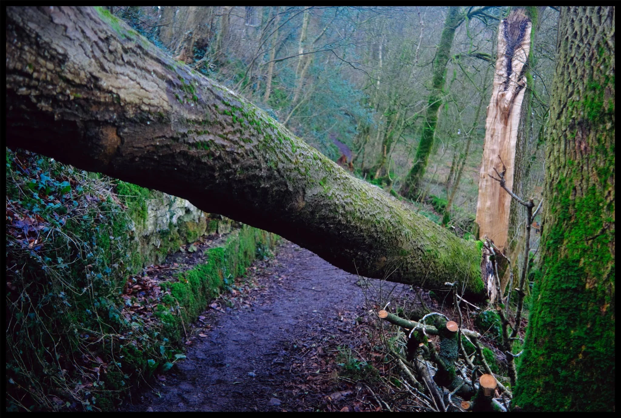  I came off the road and up into Serpentine Woods. Immediately, the scenes I see inform me that I haven&rsquo;t been into Serpentine Woods since this winter&rsquo;s storms. Trees down everywhere. 