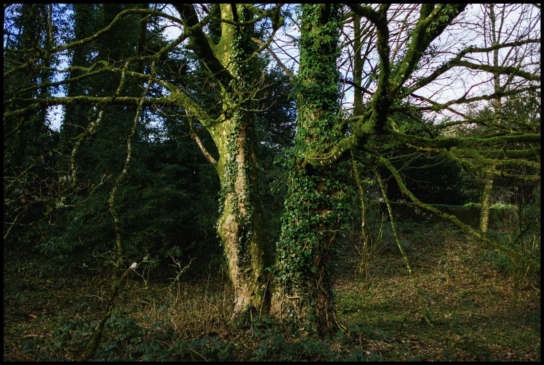  Up Brigsteer Road, the light started to improve, highlighting these trees covered in vines. 