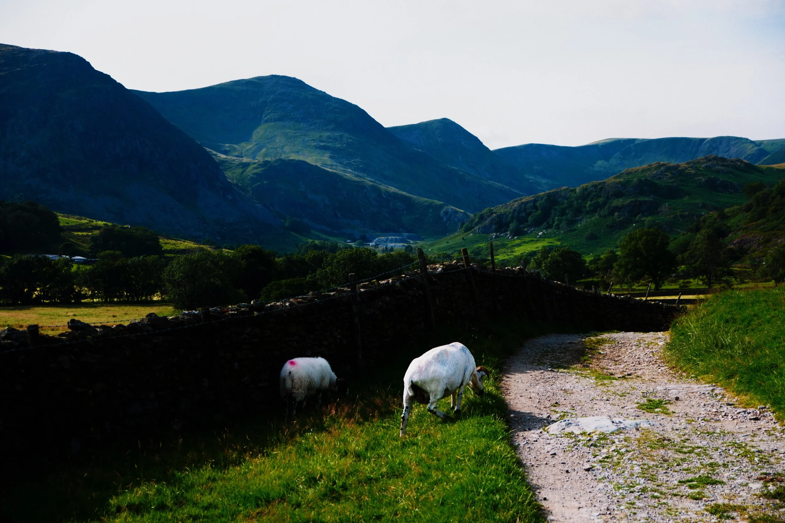 A Kendal Rough Fell ewe and her lamb pay little attention to us as we hone in on the Kentmere Horseshoe fells.