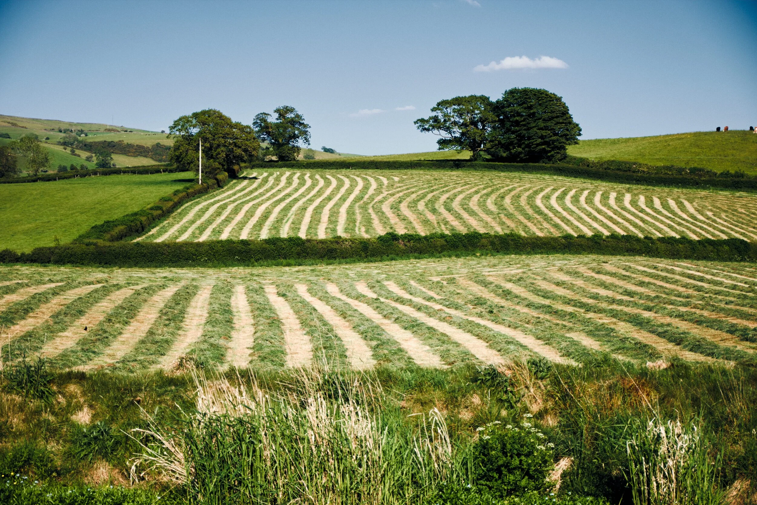 Across the canal, farmers have made pleasing lines in the fields as they prepare hay.