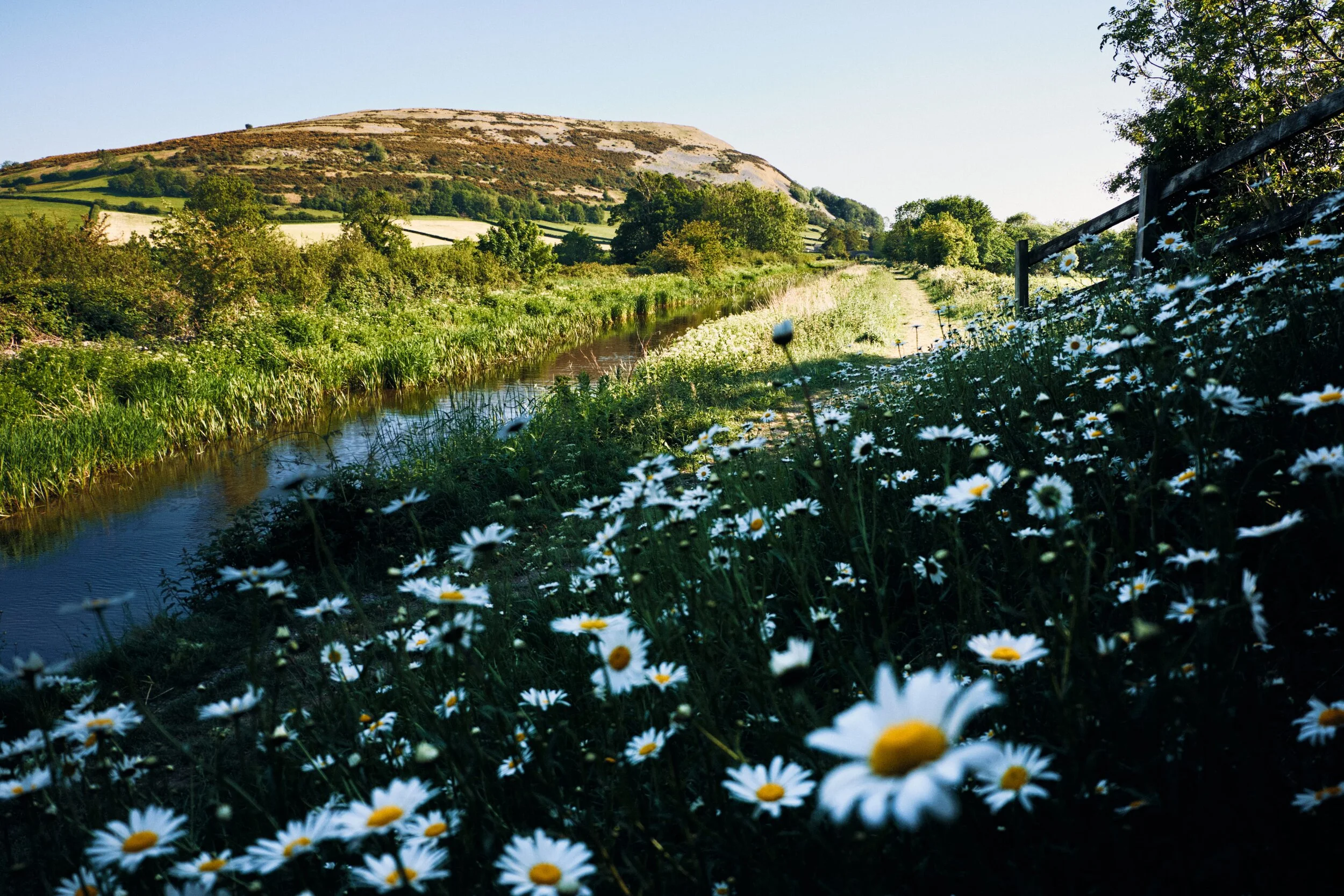 On the banks around Dovehouses Bridge, daisies ( Bellis perennis ) grow in proliferation.