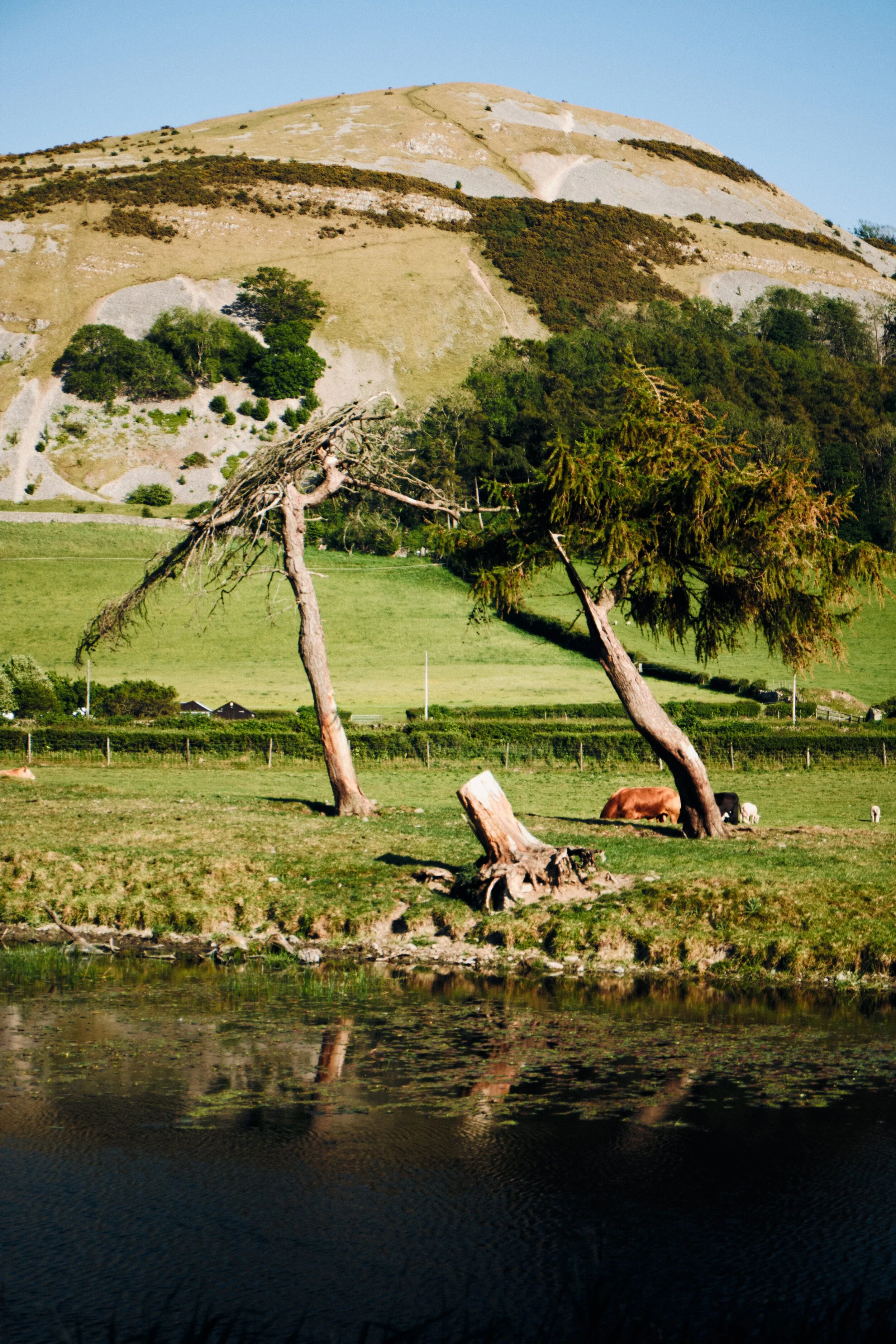 After Farleton Turnpike Bridge (Nº 156), and heading towards Duke’s Bridge (Nº 155). Two very shapely trees across the canal caught my eye.