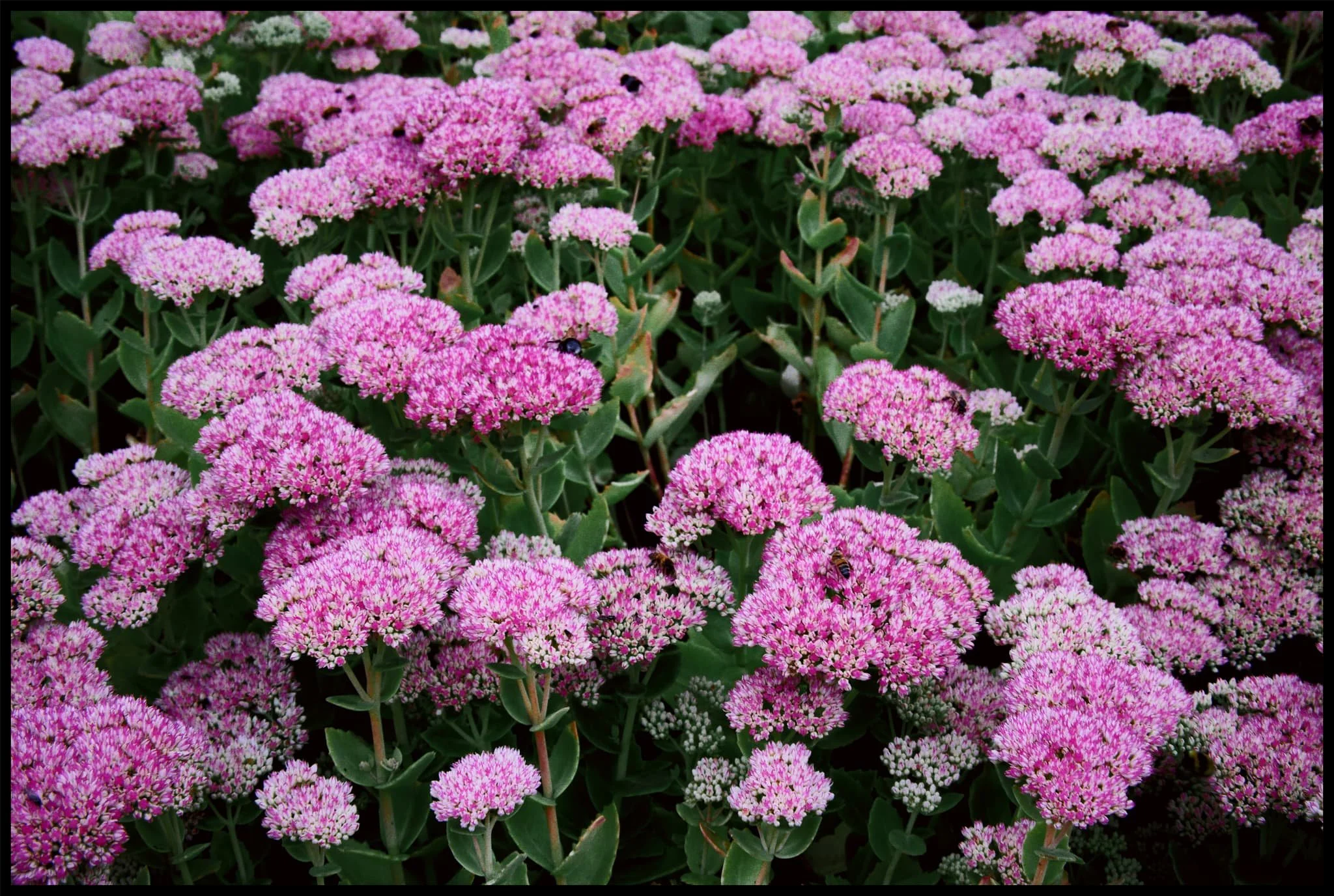  These hydrangea were  humming  with insect pollinator activity. Even Karen was surprised. 