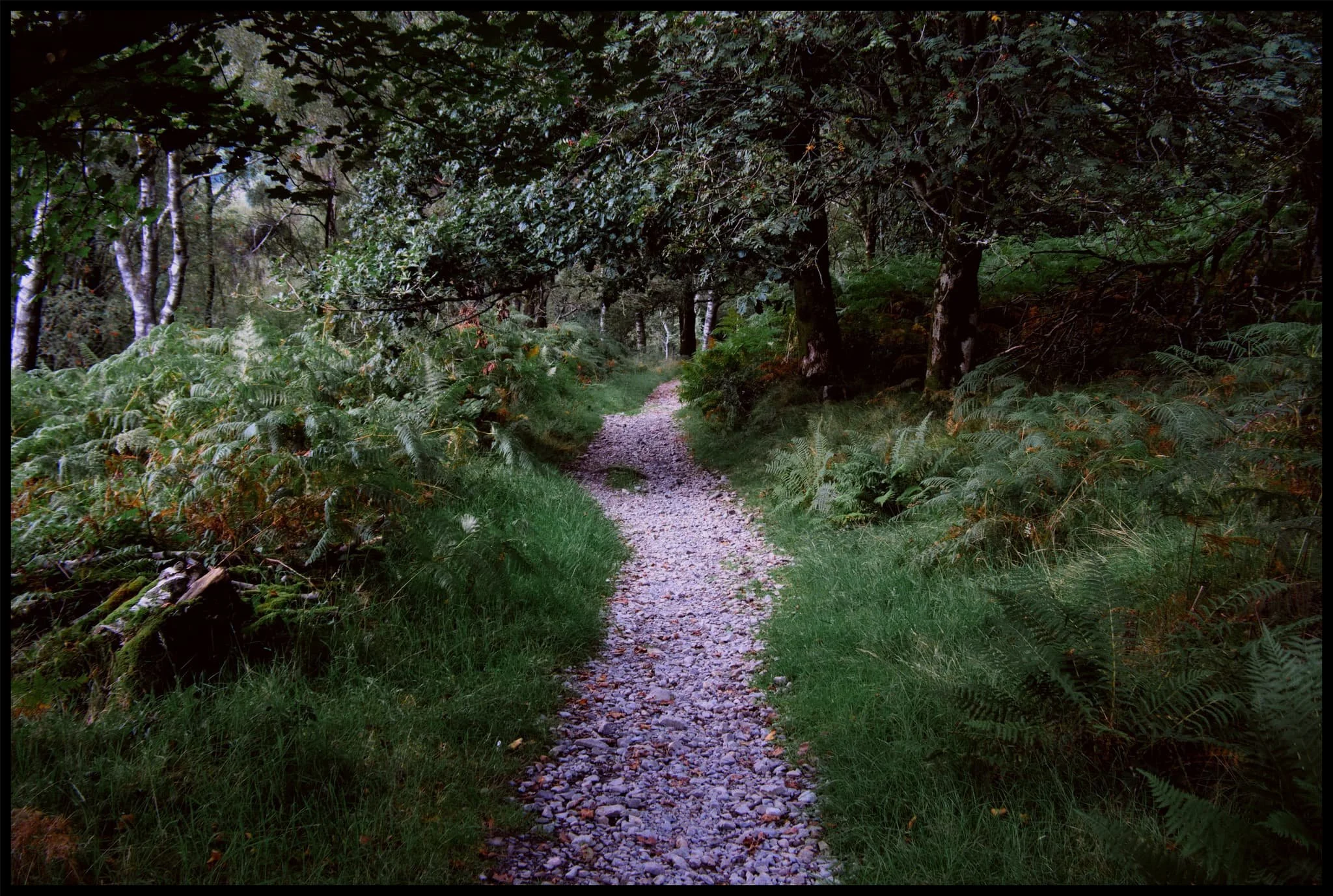  The public footpath back through the woods towards Brantwood, the former home of John Ruskin. 
