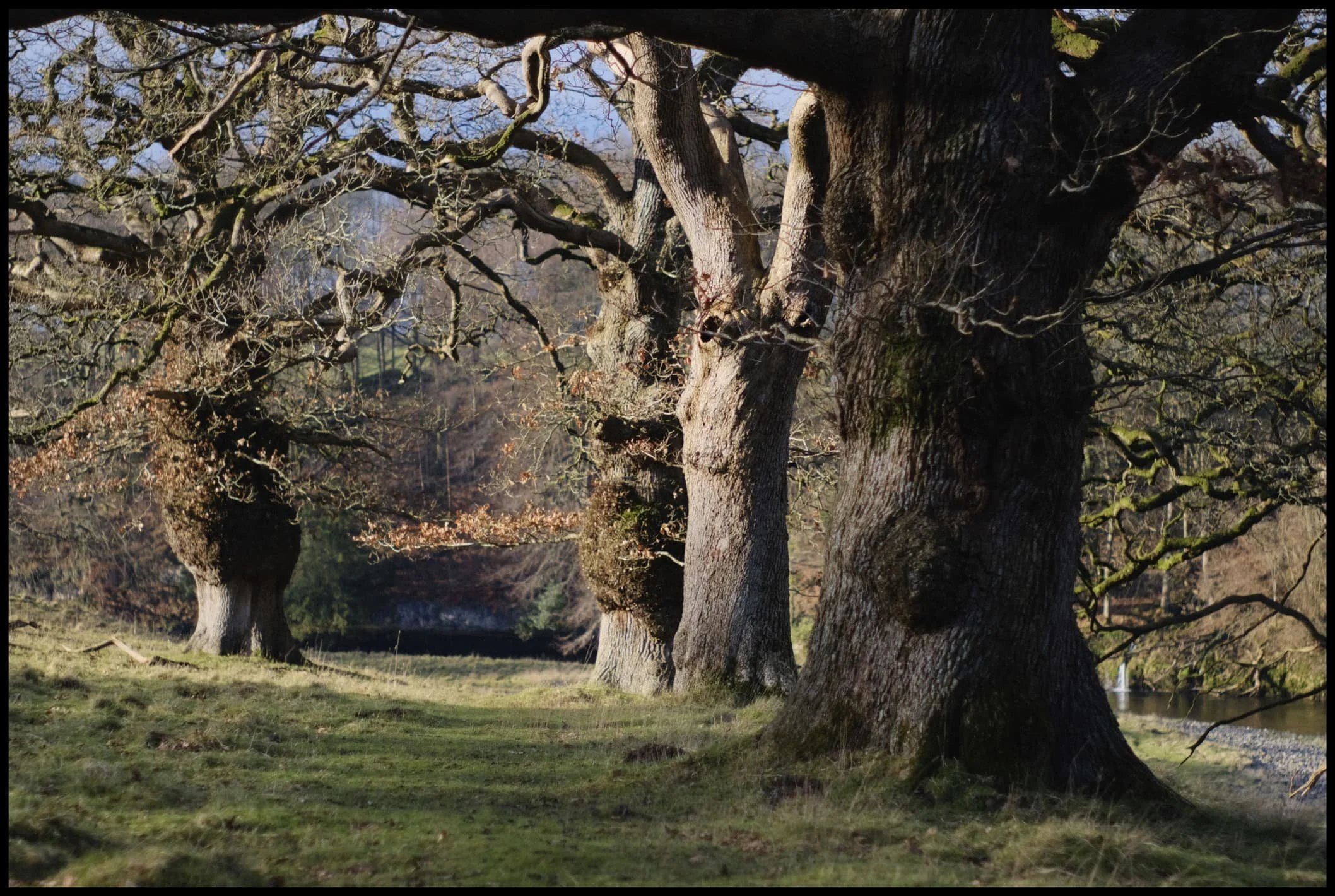  The southeastern side of Levens Hall Deer Park was already giving us some beautifully gnarly trees to gawp at. 