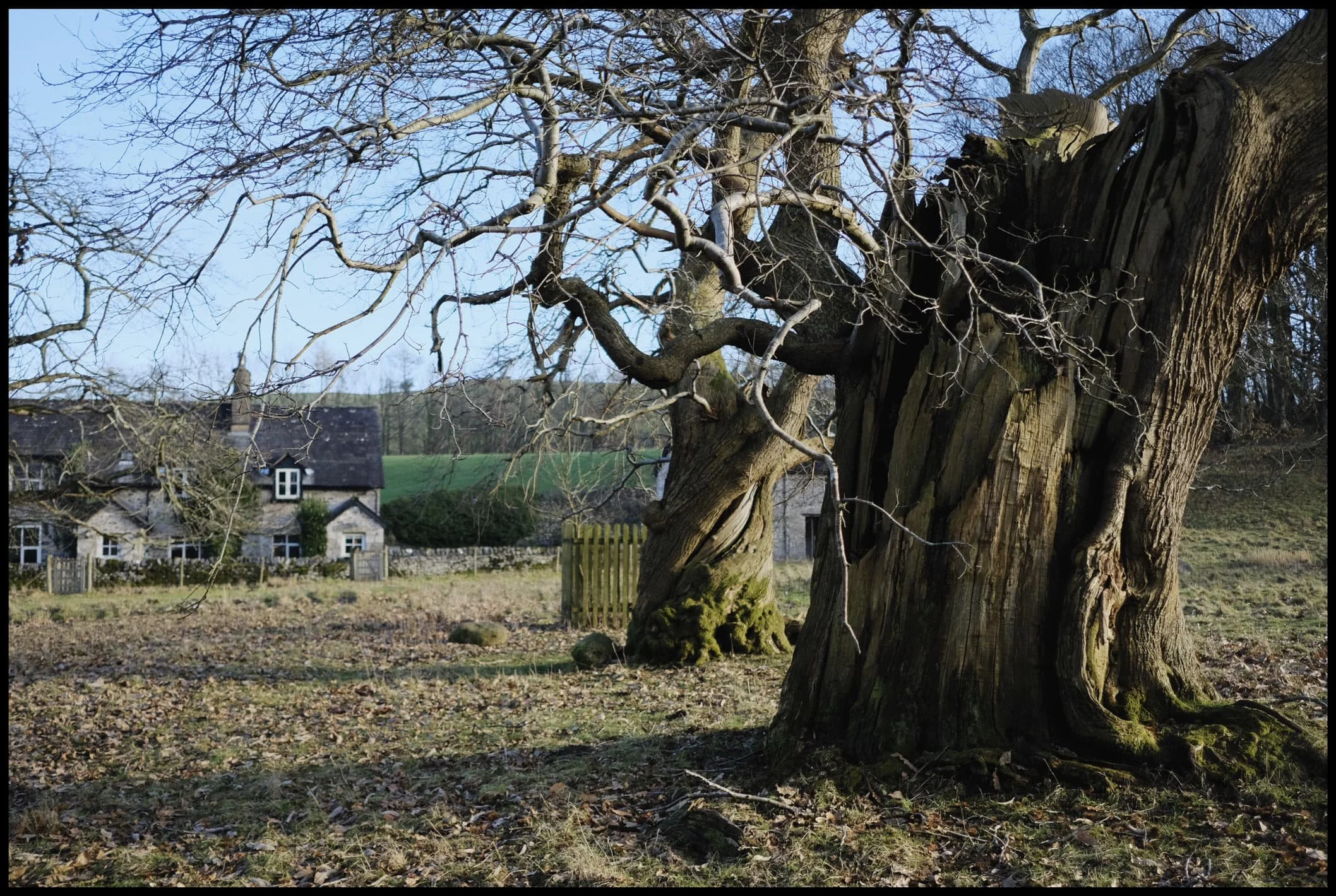  One of the distinctive aspects of Levens Hall Deer Park is &ldquo;the Avenue&rdquo;, which is lined with a variety of ancient trees, particularly oak. Near Park End cottage, a separate branch of the avenue had its own otherworldly collection of trees. 