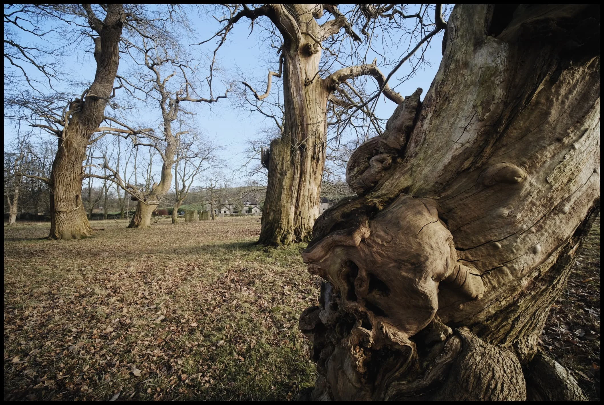  Some of the twists and knots in these trees were almost impossibly otherworldly and magical.. 