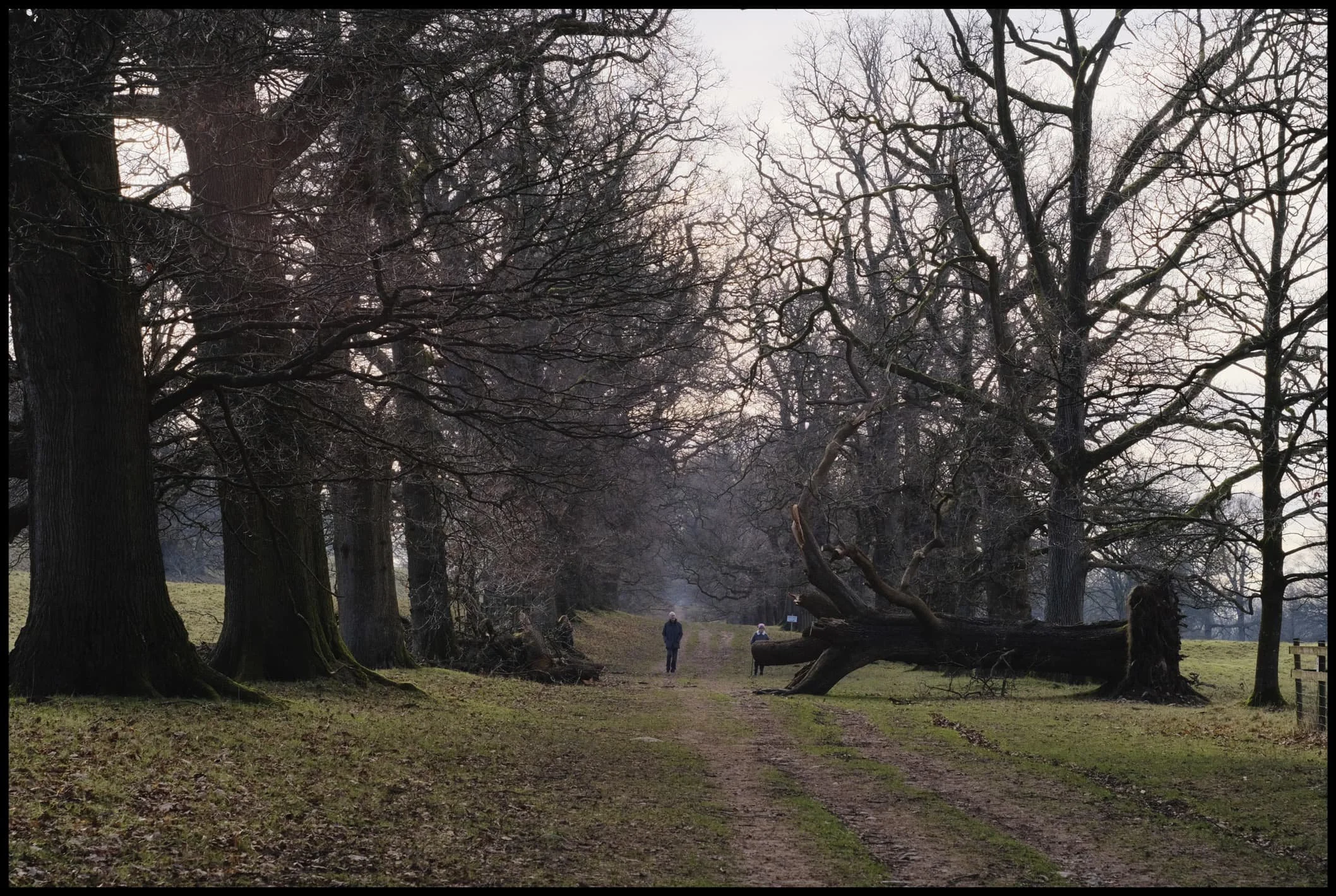  Onwards through the Oak Avenue, with a Storm Arwen casualty lying across. Can&rsquo;t imagine how old that tree was… 