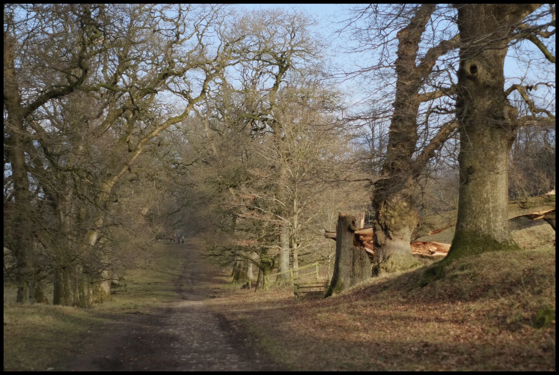  Looking back down the Oak Avenue we sauntered up, past another destroyed tree. 