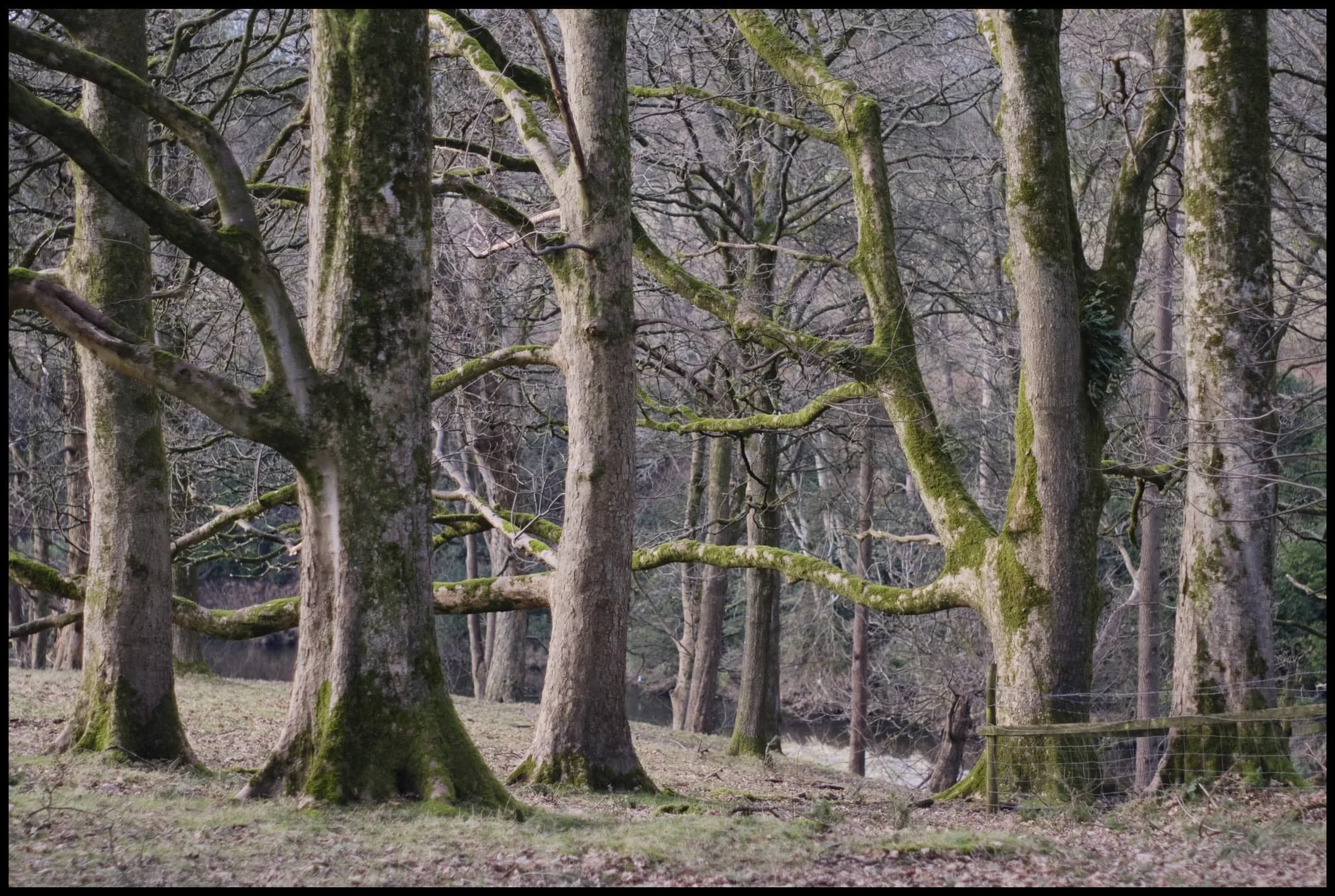  Nearing the end of our walk, this cluster of trees—all seemingly &ldquo;looking&rdquo; in the same direction—caught my eye. 