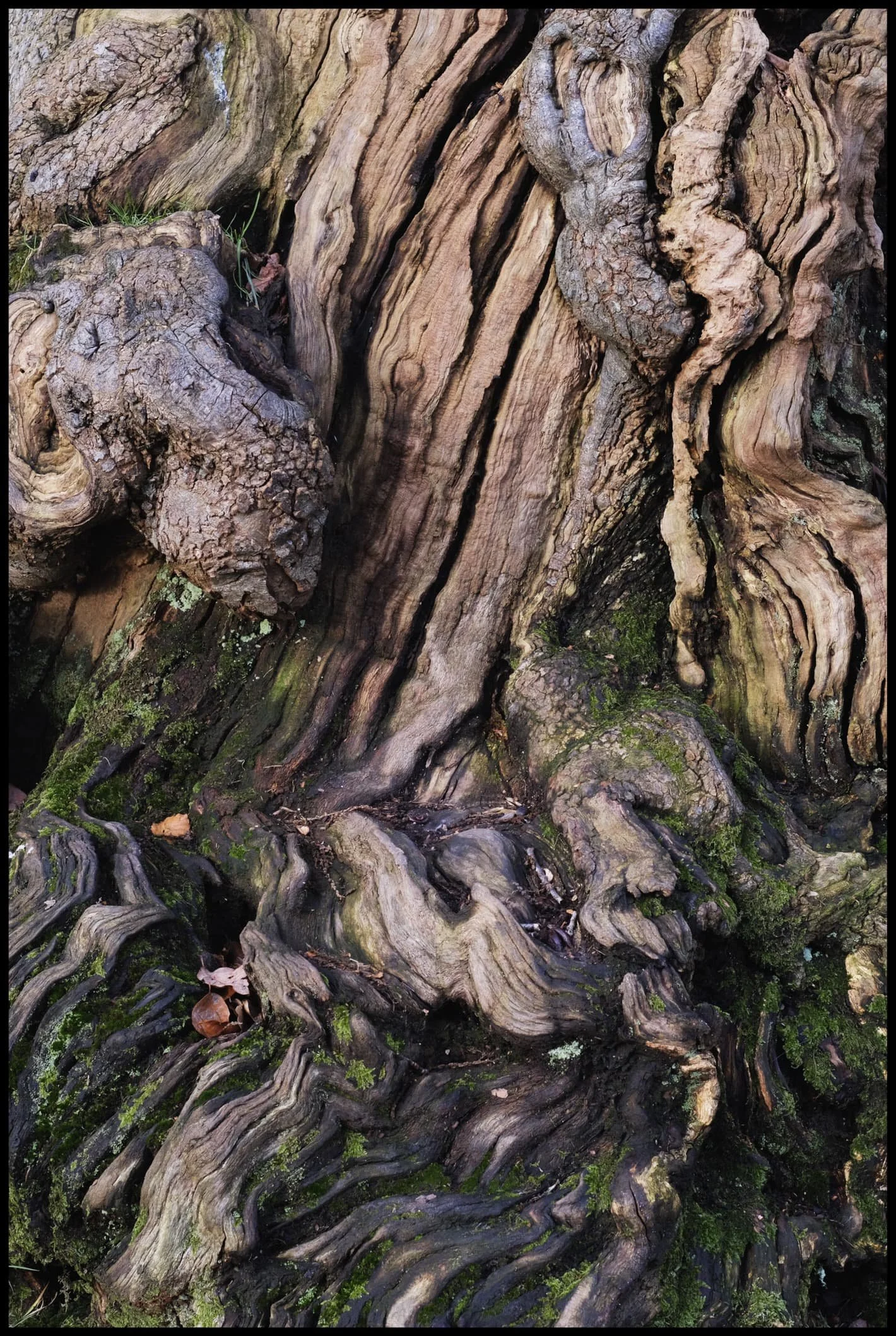  The day was a joy of wonderful soft light and glorious eldritch textures. 