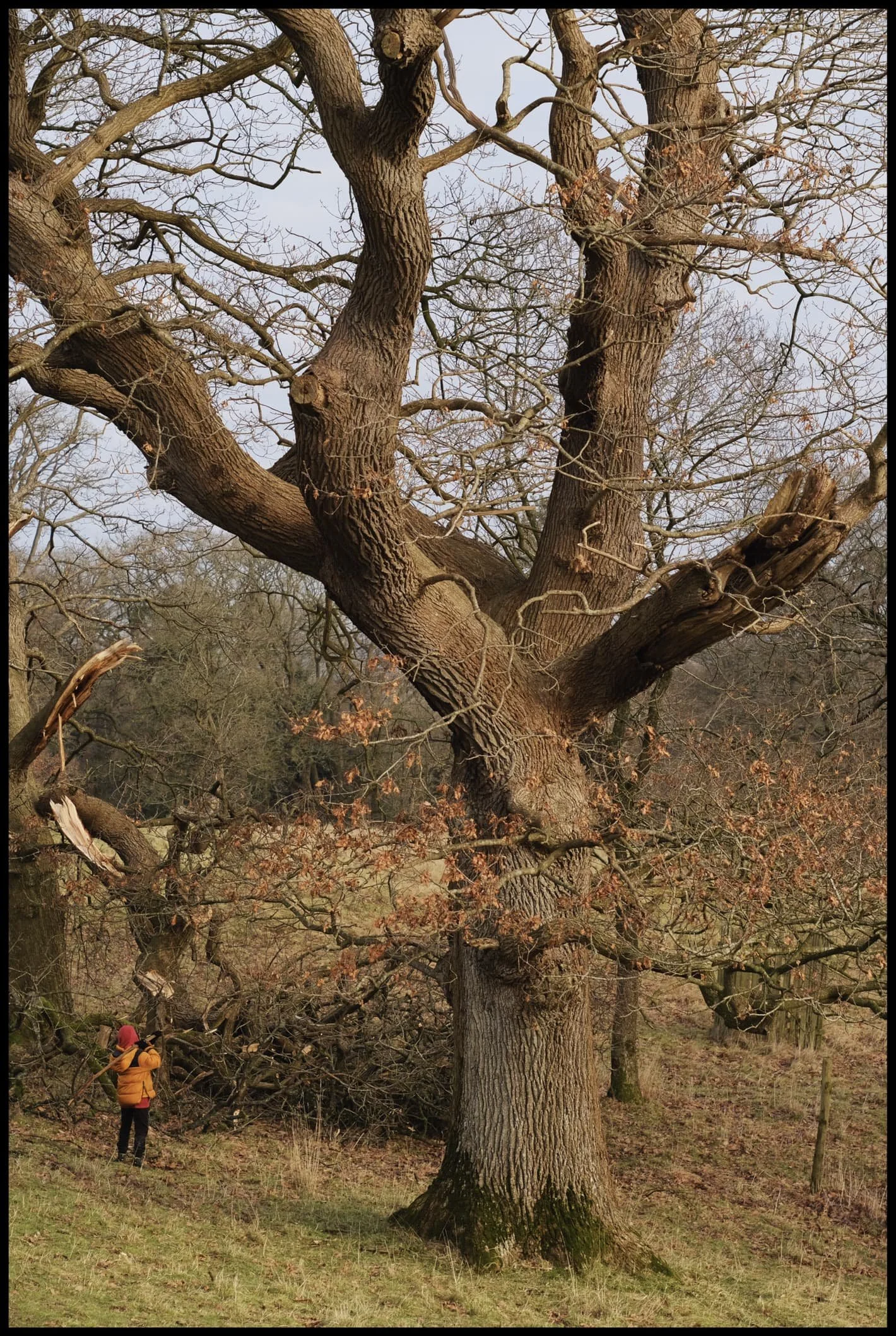  Some of them still appear to have remnants of their autumn foliage on display. 