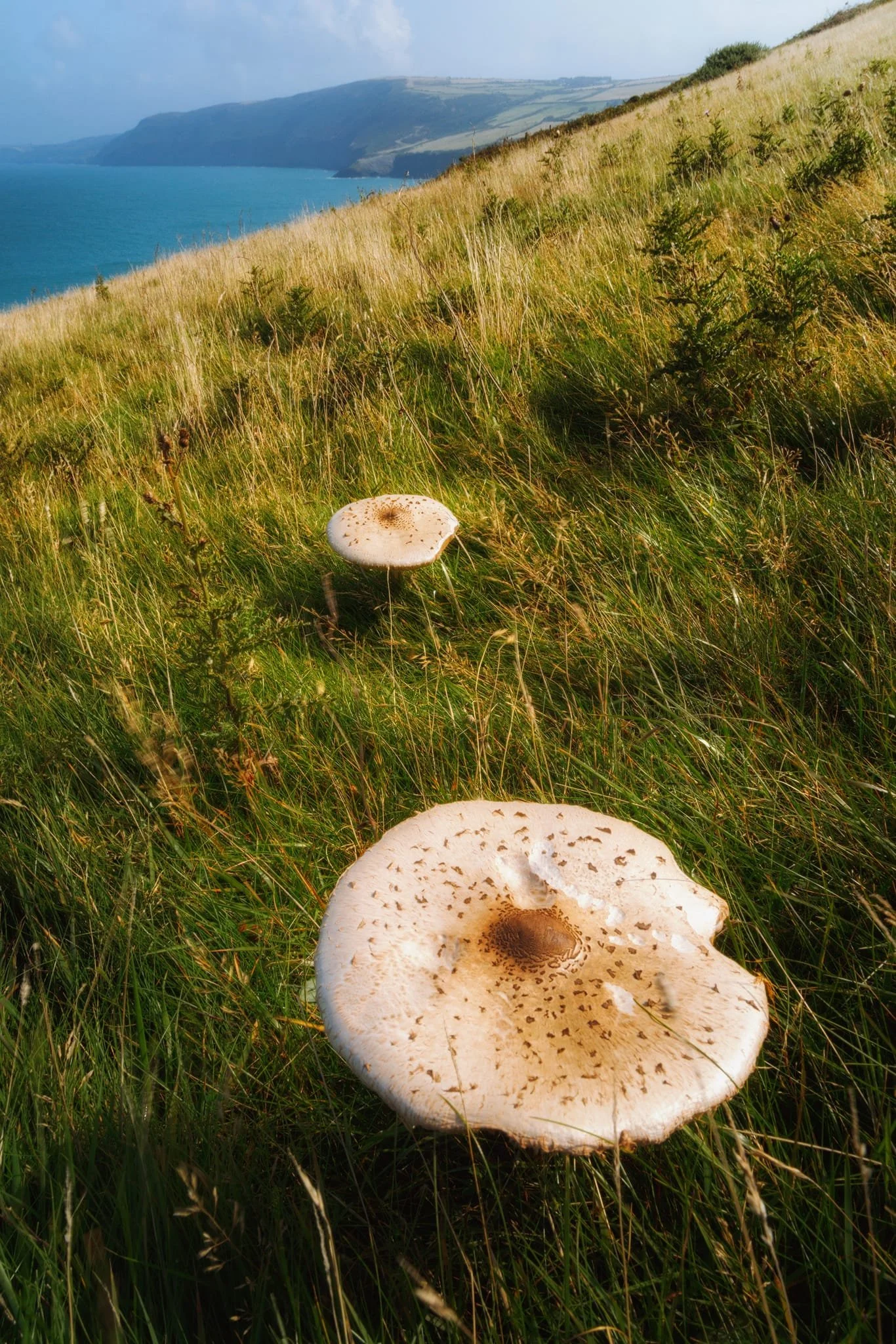  Part way down the steep trail towards the peninsula, Lisabet—ever the keen mushroom hunter—spotted these two sizeable fungi. These look like  Macrolepiota procera , or 