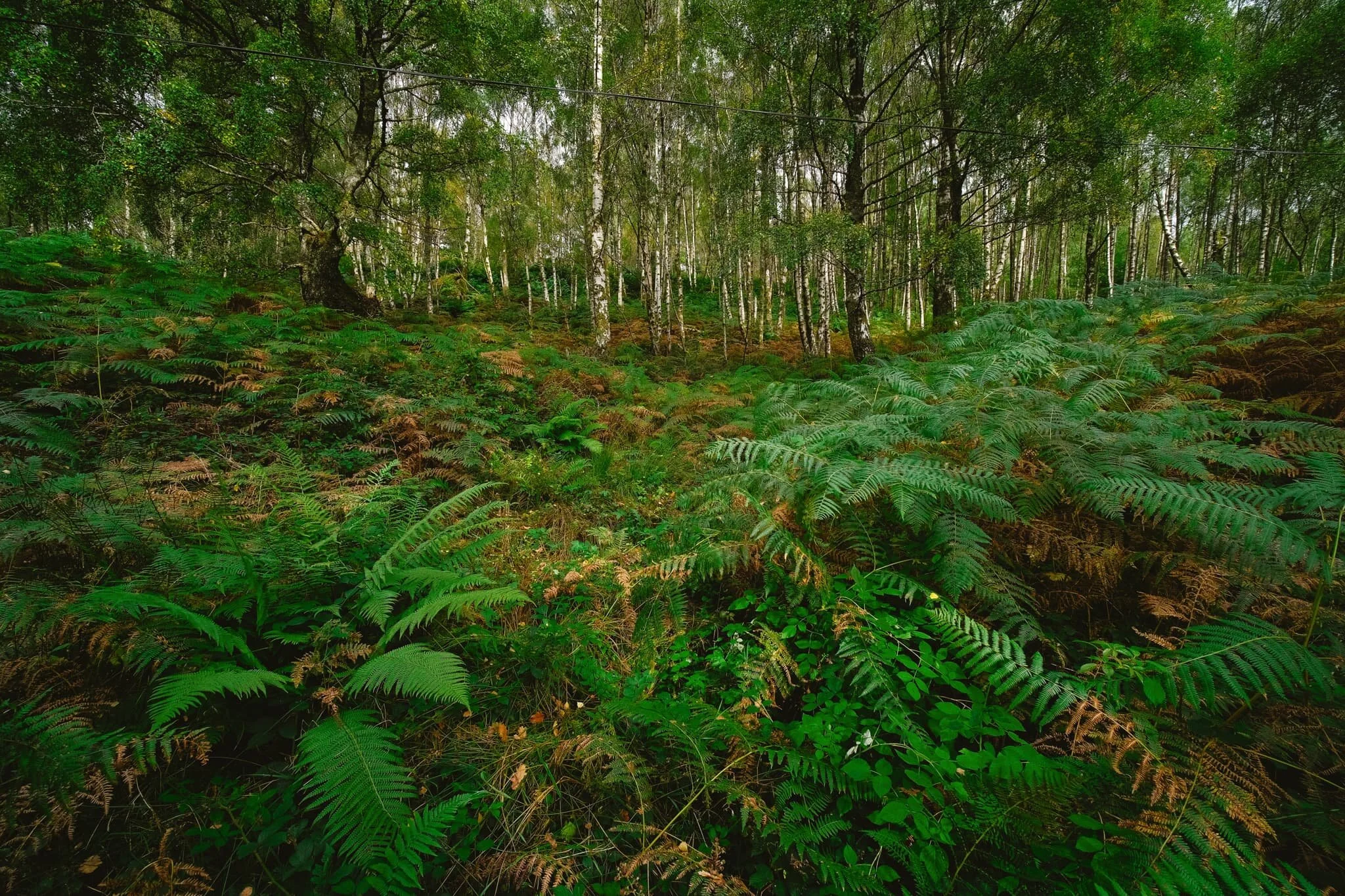  Back onto the loch shore road, I keep my 9mm ultra-wide lens on to nab some compositions looking deep into the forest that looms above the loch. 