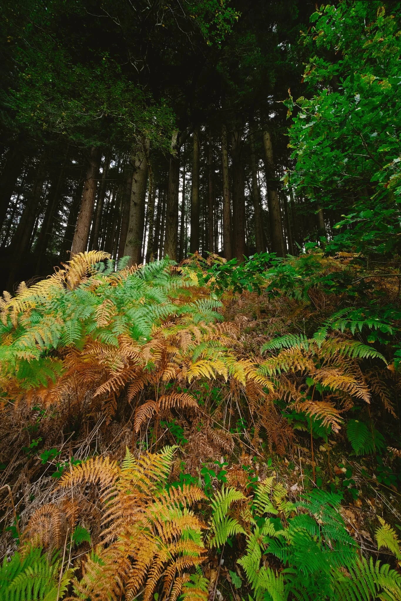  Beautiful autumnal fern and the looming forest of pines above. 