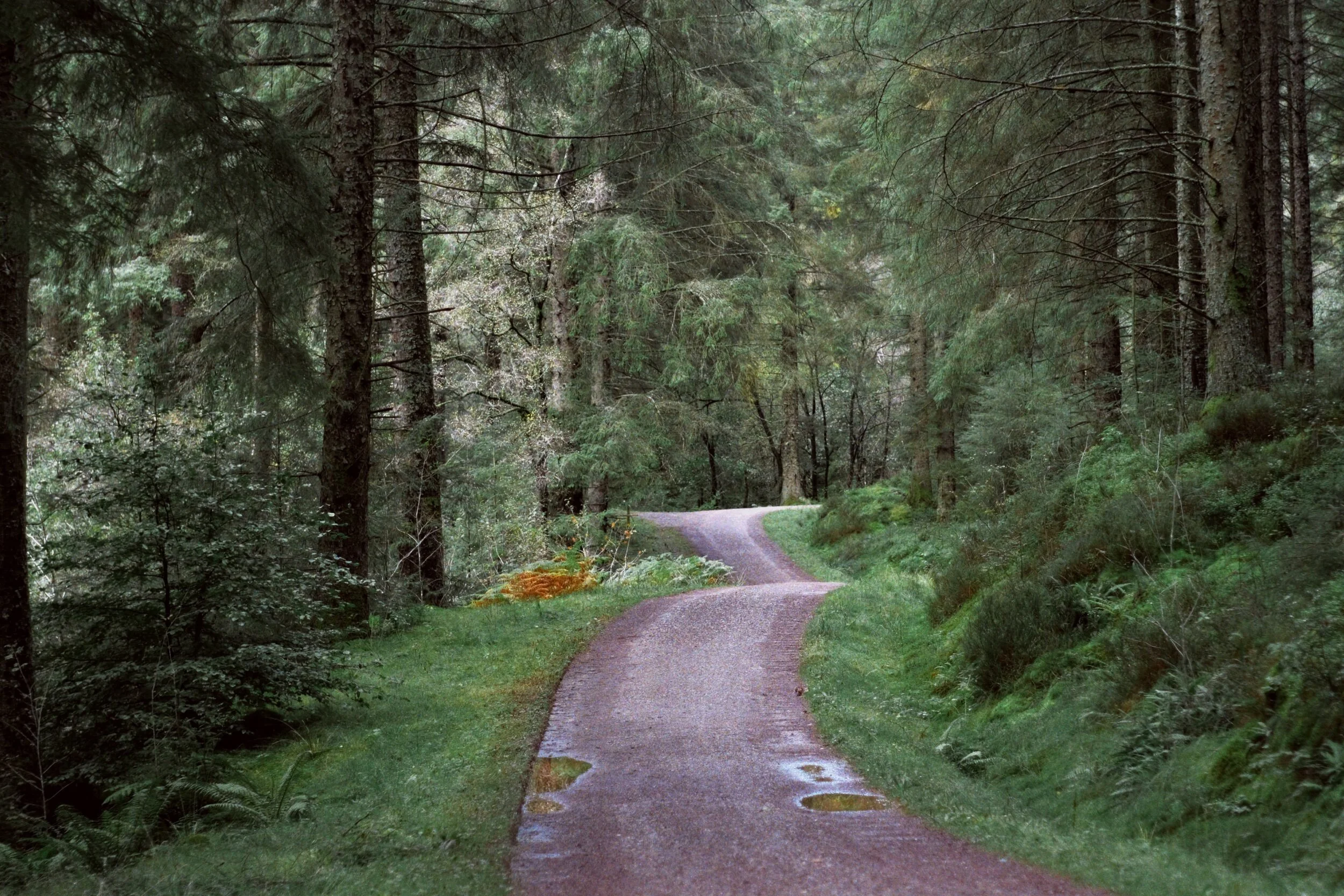 We would&rsquo;ve made faster time, but there were so many good mushrooms and fungi to see! 