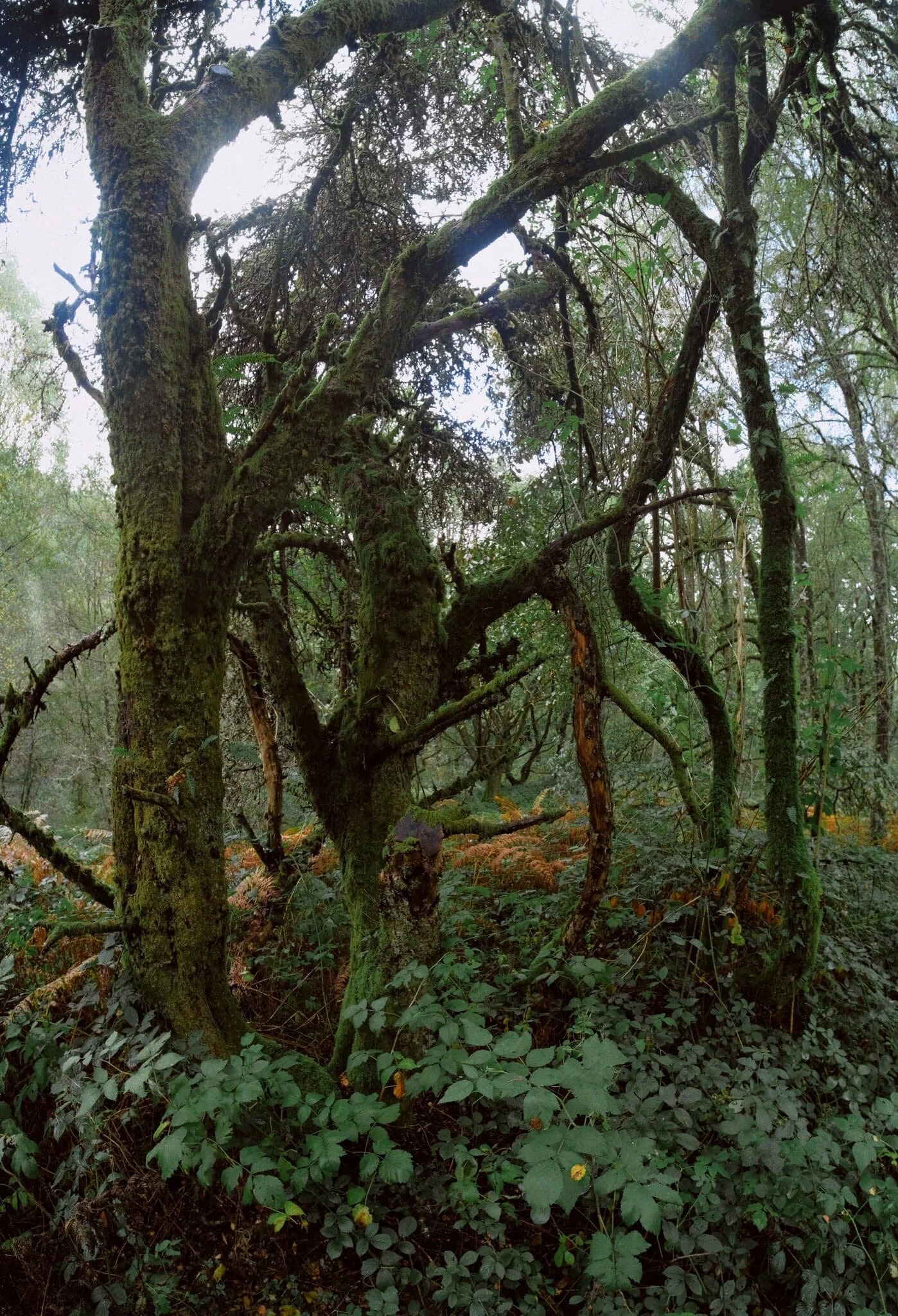 There&rsquo;s something timeless and eldritch and trees covered in dropping moss. Love it. 