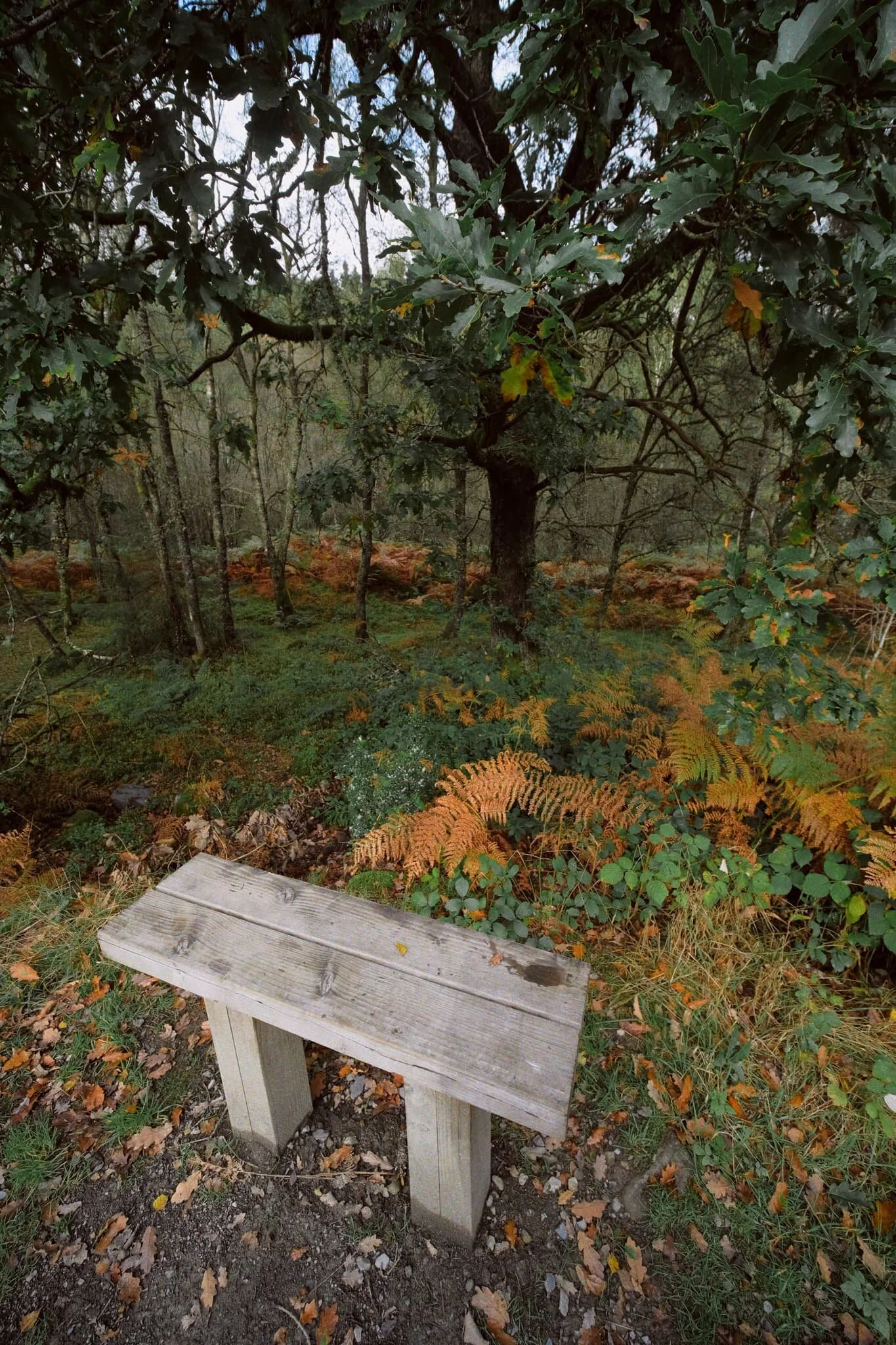  Back down on the trail to the Visitor Centre, I couldn&rsquo;t resist snapping some more of the gorgeous autumn foliage around us. 