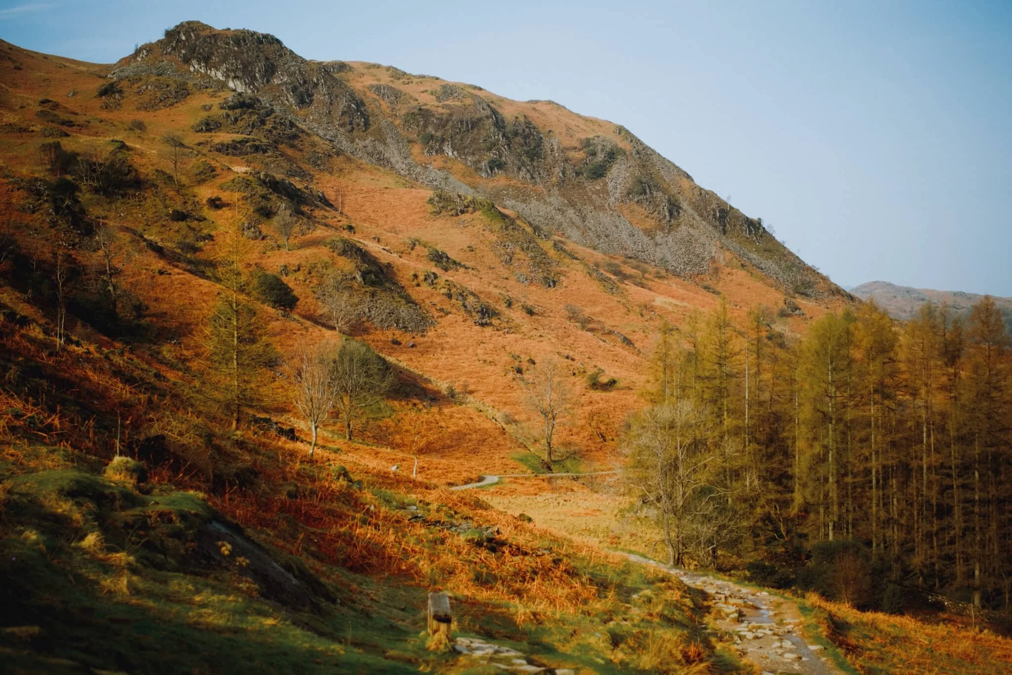  Now back onto Loughrigg Terrace, the going is much easier as we saunter gently back towards the car through White Moss Woods. This particular aspect of Loughrigg Fell is called Ewe Crag. 