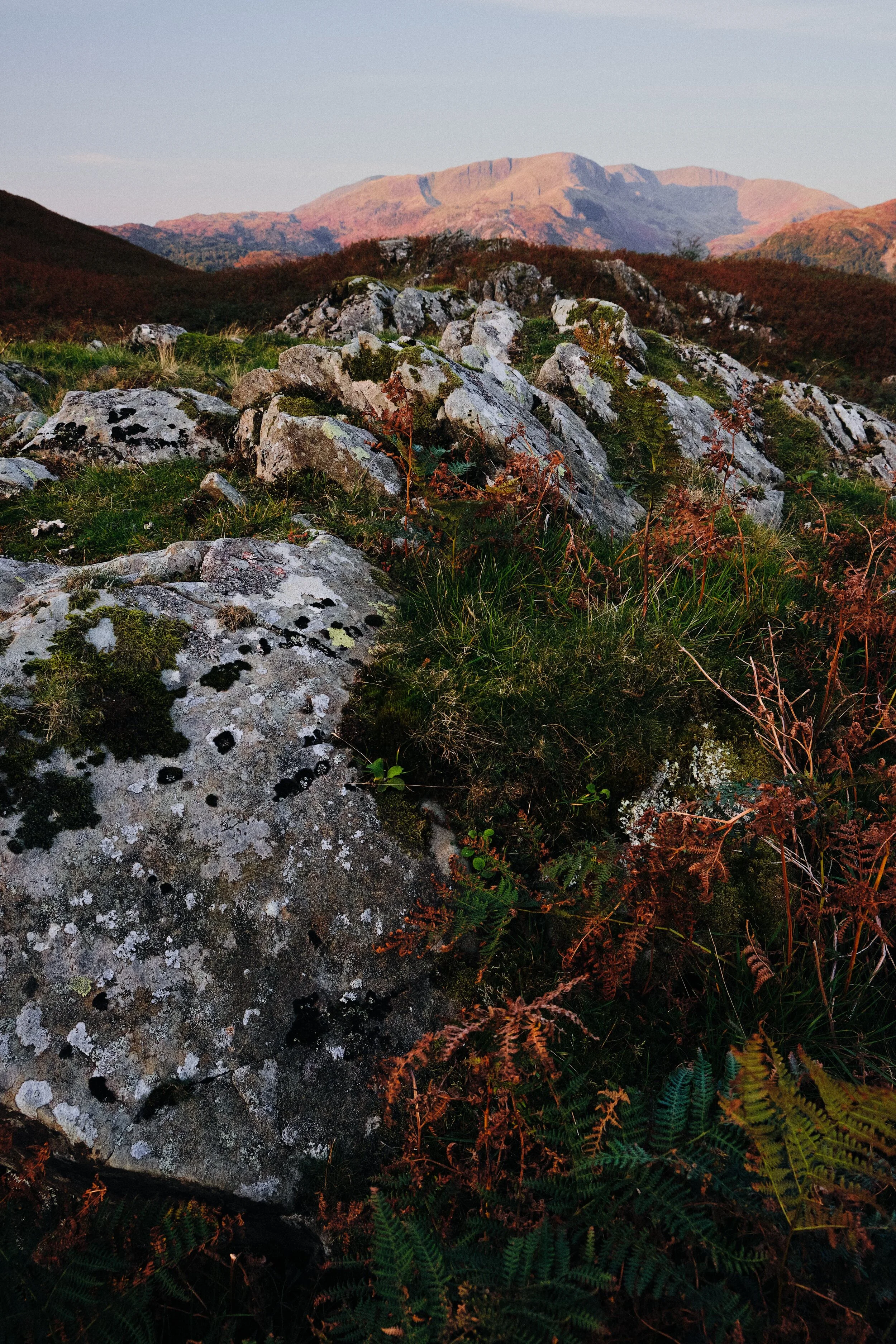  I find another or Loughrigg&rsquo;s crags, surrounded by autumnal fern, which I use to point towards Wetherlam as it glows pink. 