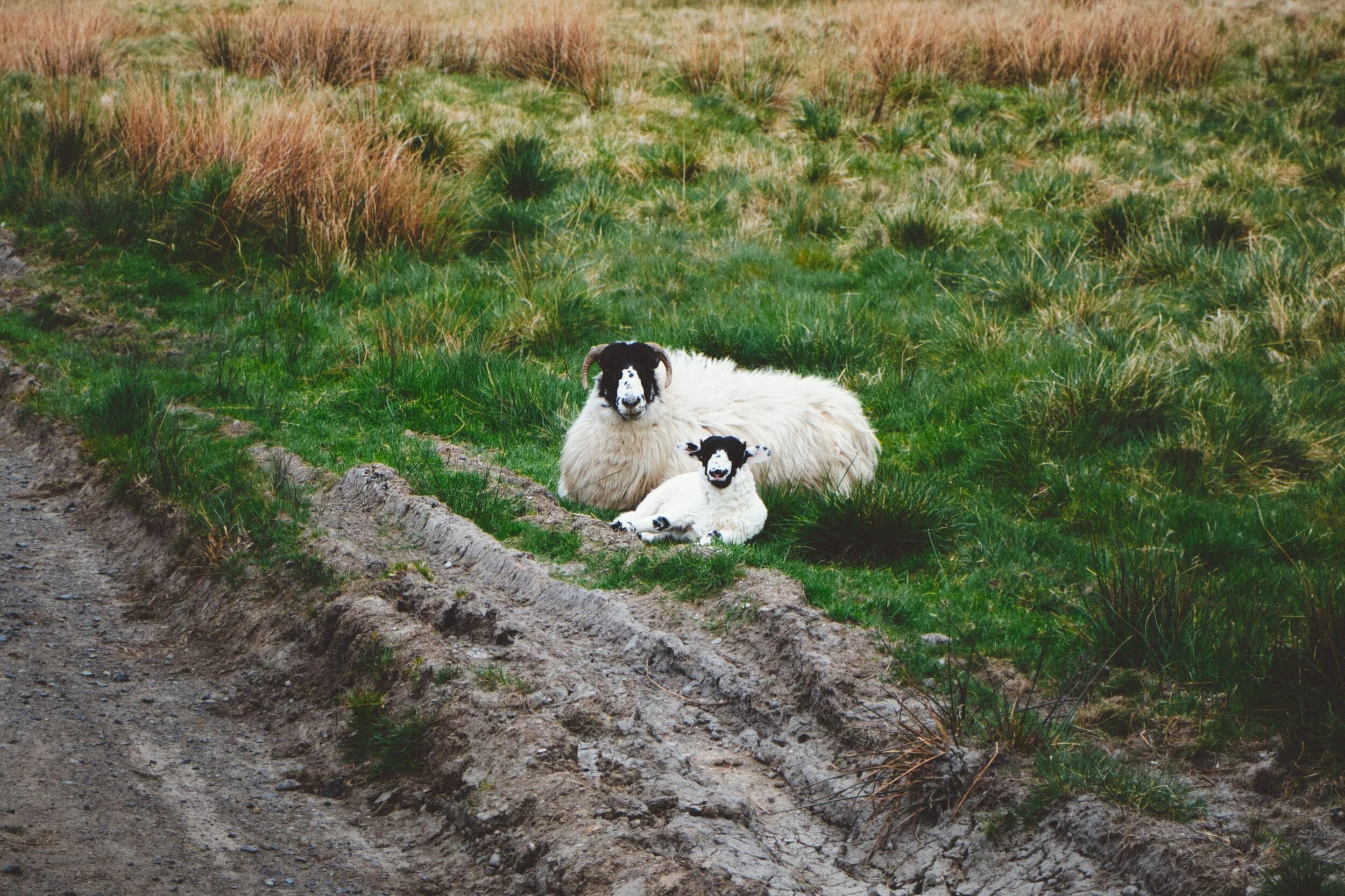 A Kendal Rough Fell ewe chilling with her little lamb.
