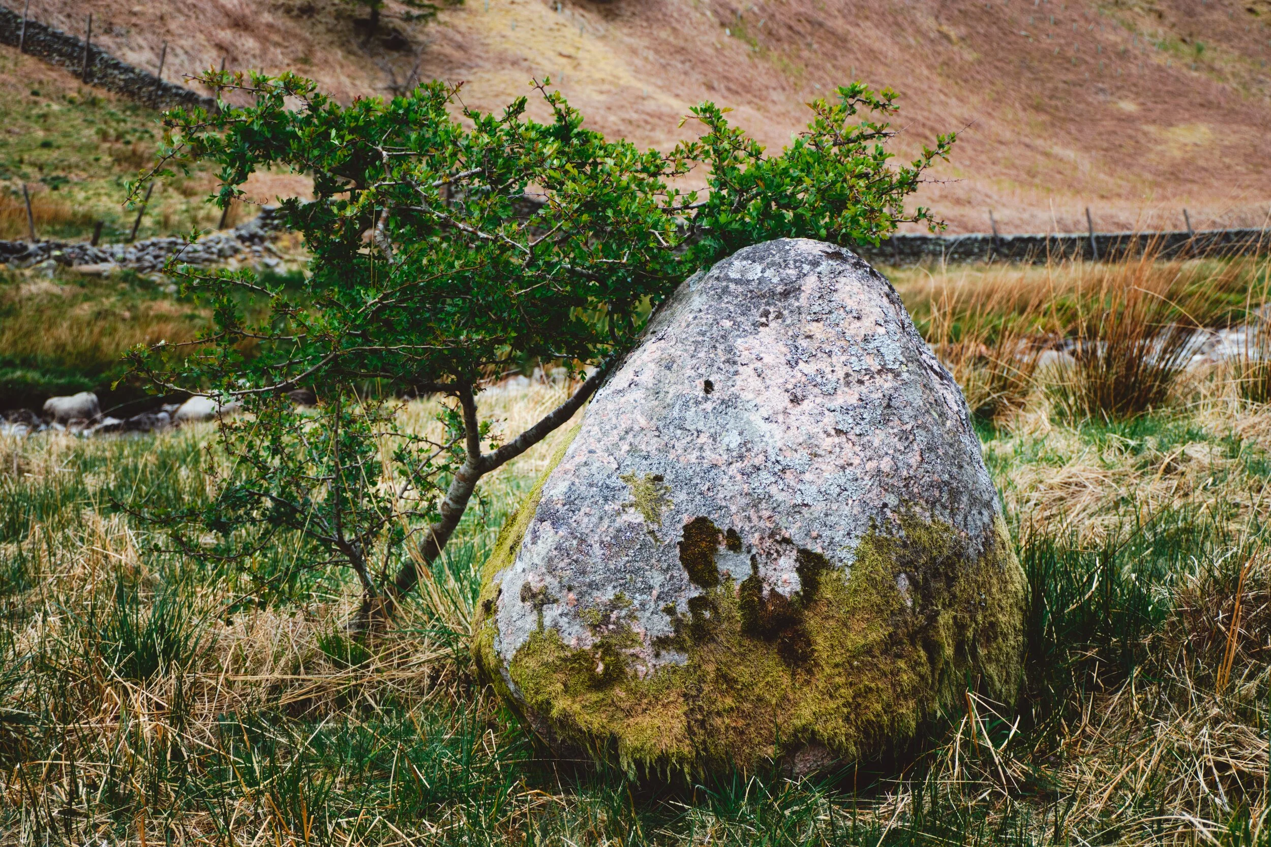 A delightful little scene Lisabet and I came across: an egg-like boulder with a tiny sapling resting on it.