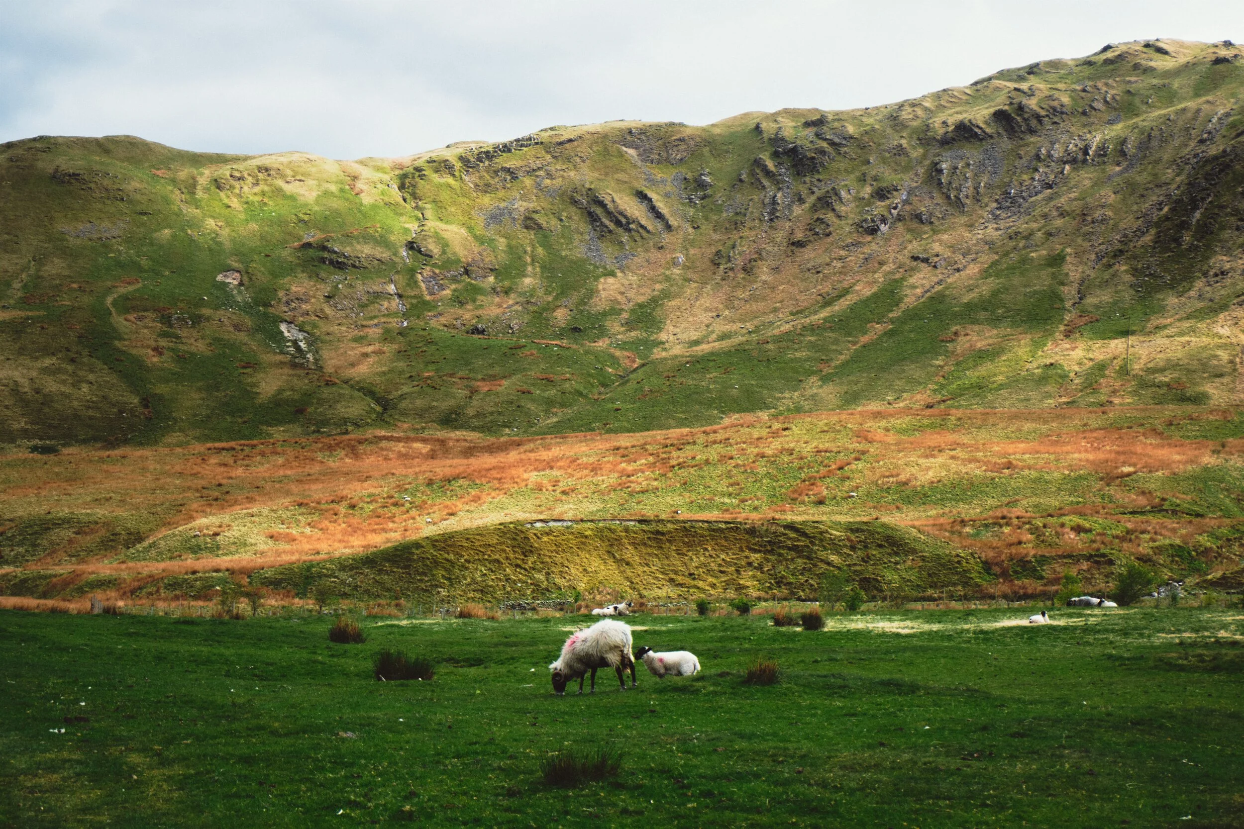 A slither of light catching the top of Castle Fell (478 m/1,568 ft), with Swaledale ewes and their lambs grazing below.