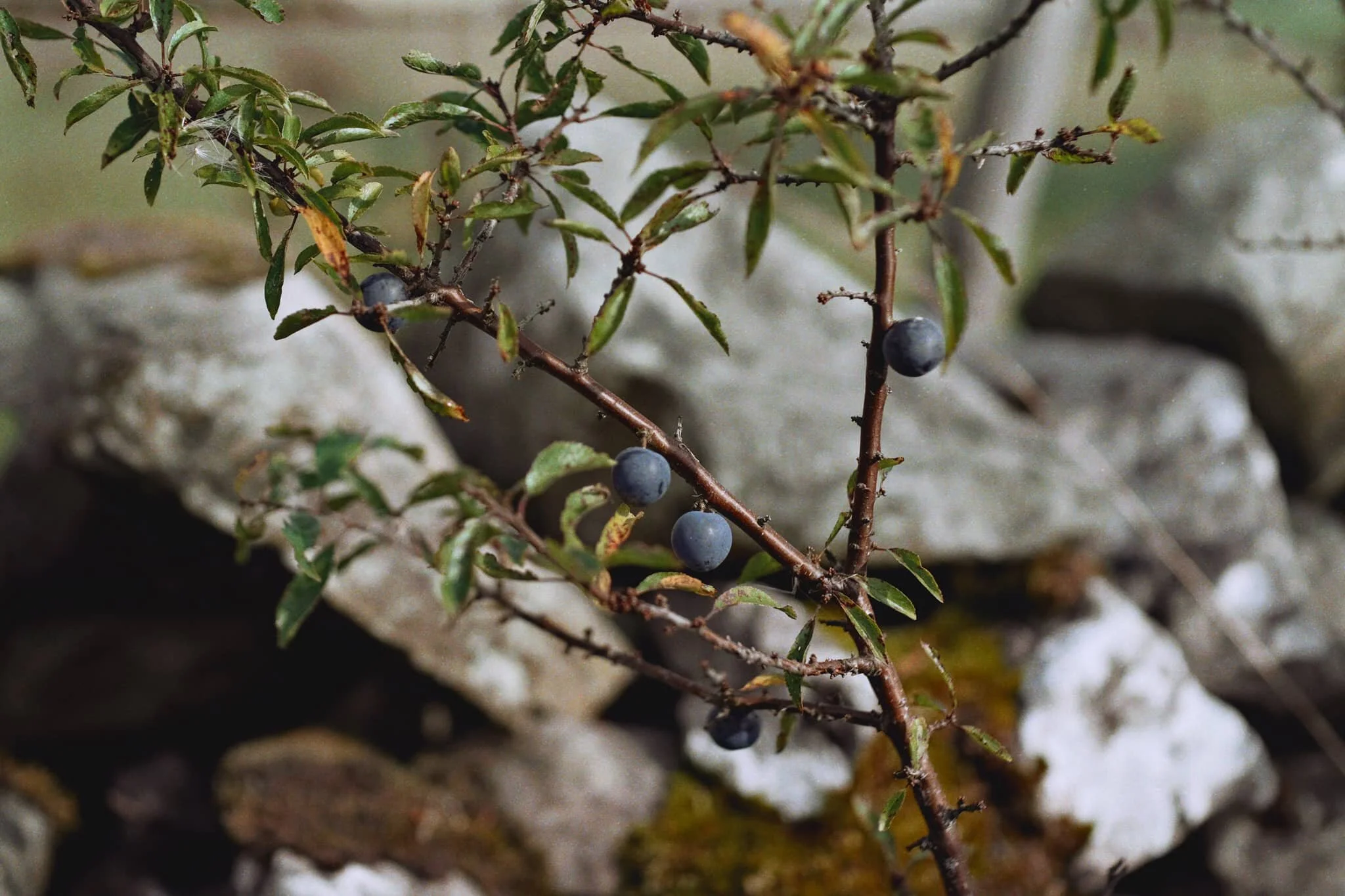  Sloe! Otherwise known as Blackthorn, and more properly  Prunus spinosa . Good for making Gin with. 