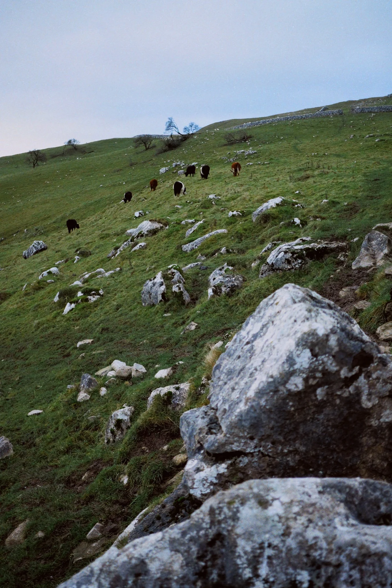 Around the flanks of Malham Cove, Belted Galloway cows happily grazed on what they could find.