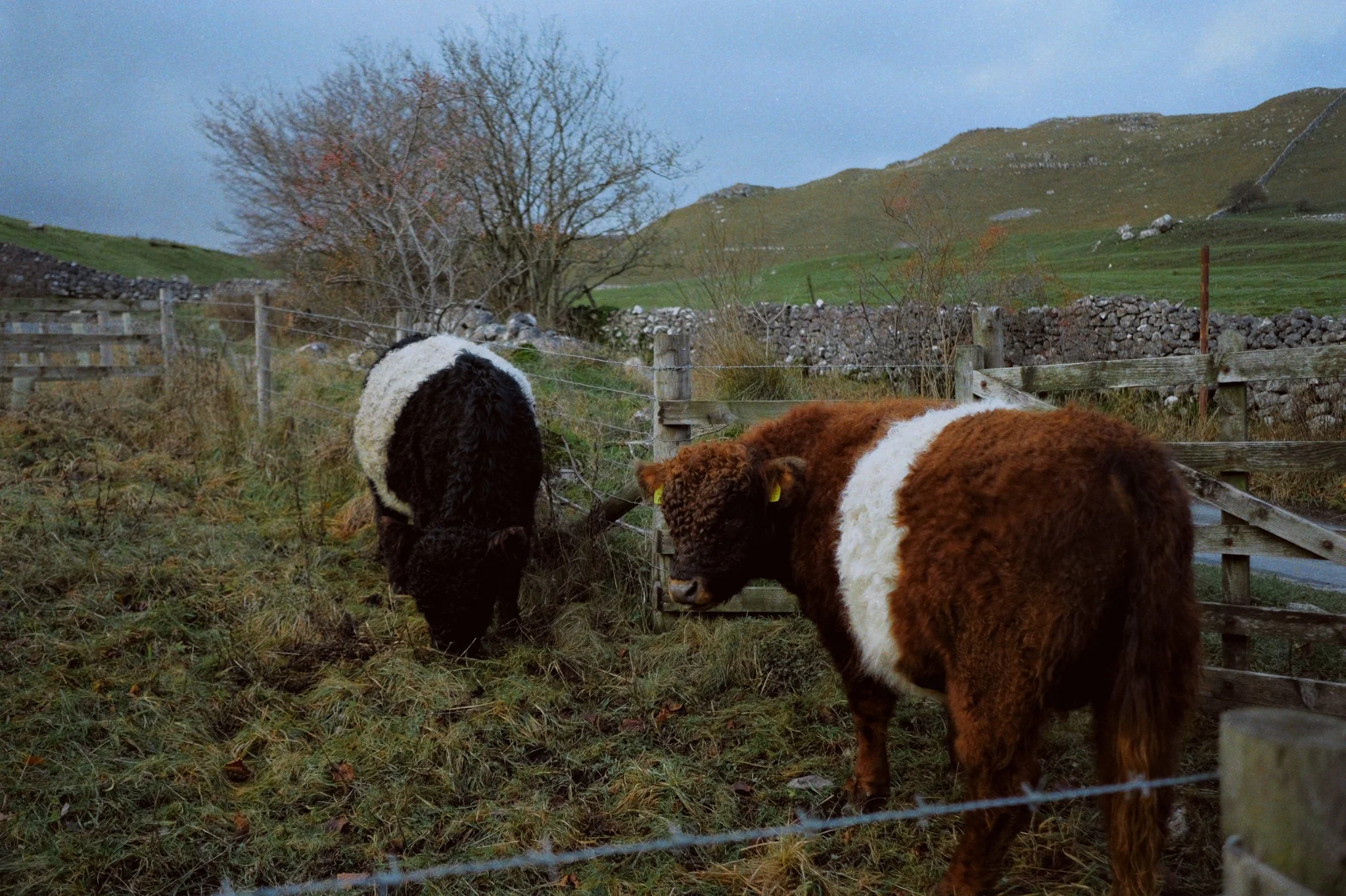 Our final stop of the day was just down the road from Gordale Scar, a small but beautiful waterfall known as Janet’s Foss. But first, we had to say hi to some Belted Galloways.