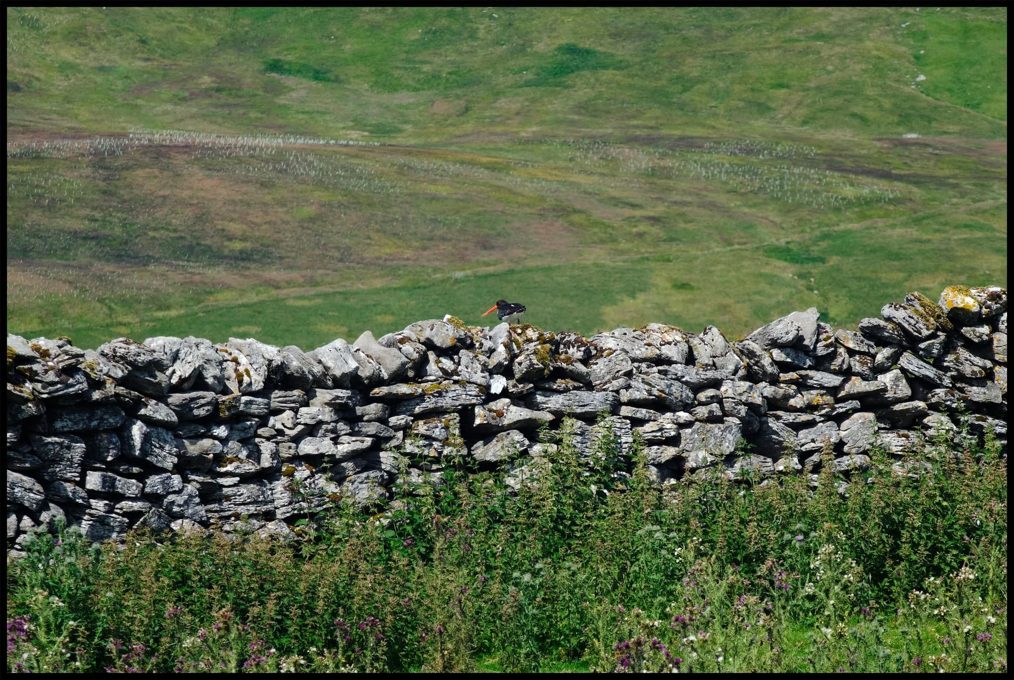  An oystercatcher ( Haematopus ostralegus) , unusually high up and inland compared to its preferred breeding grounds near the coast. 
