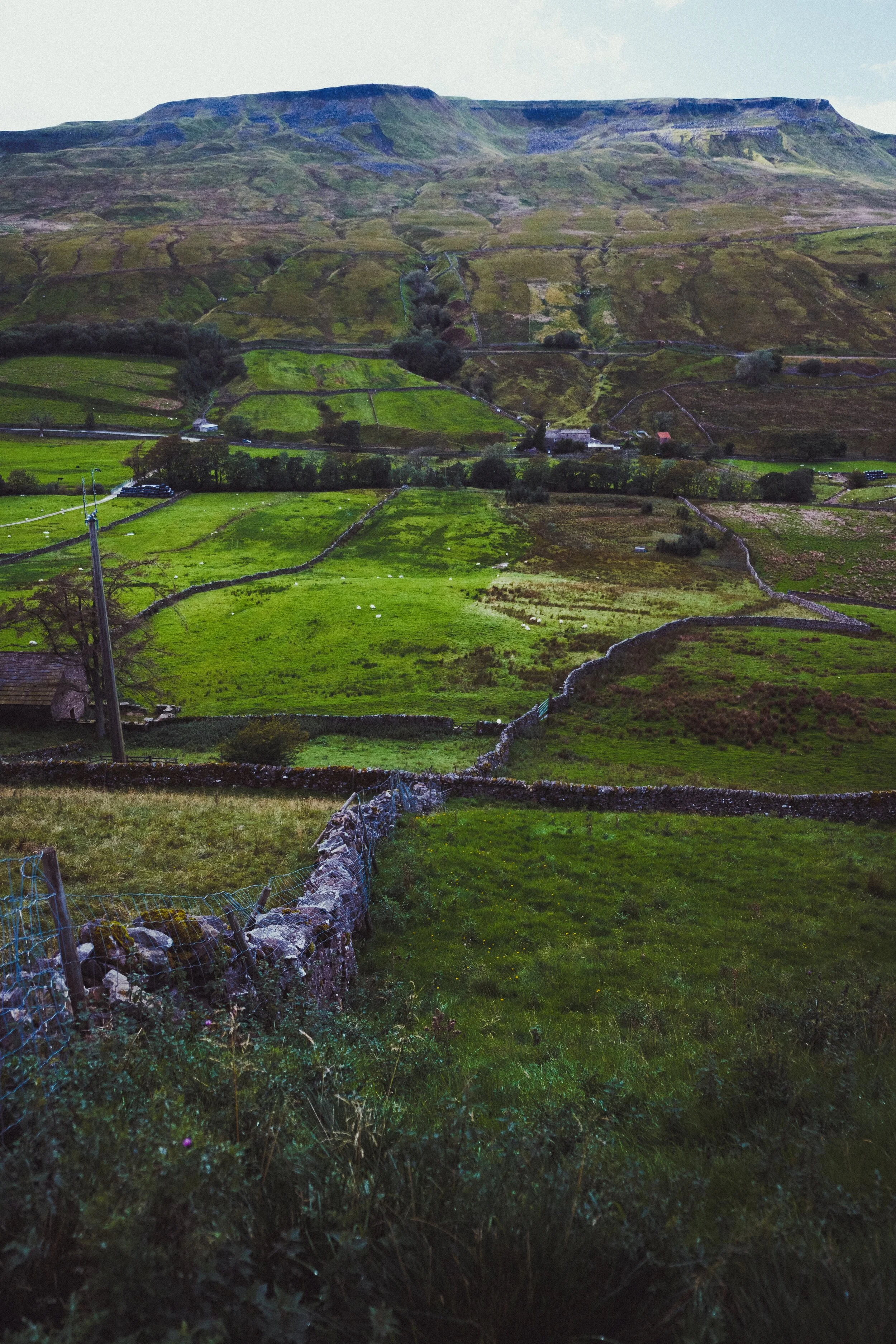 Slade Edge offers wonderful vistas, both towards Wild Boar Fell on the western side and Mallerstang Edge on the east. Here, my eye spies a meandering drystone wall and I can’t resist the photo.
