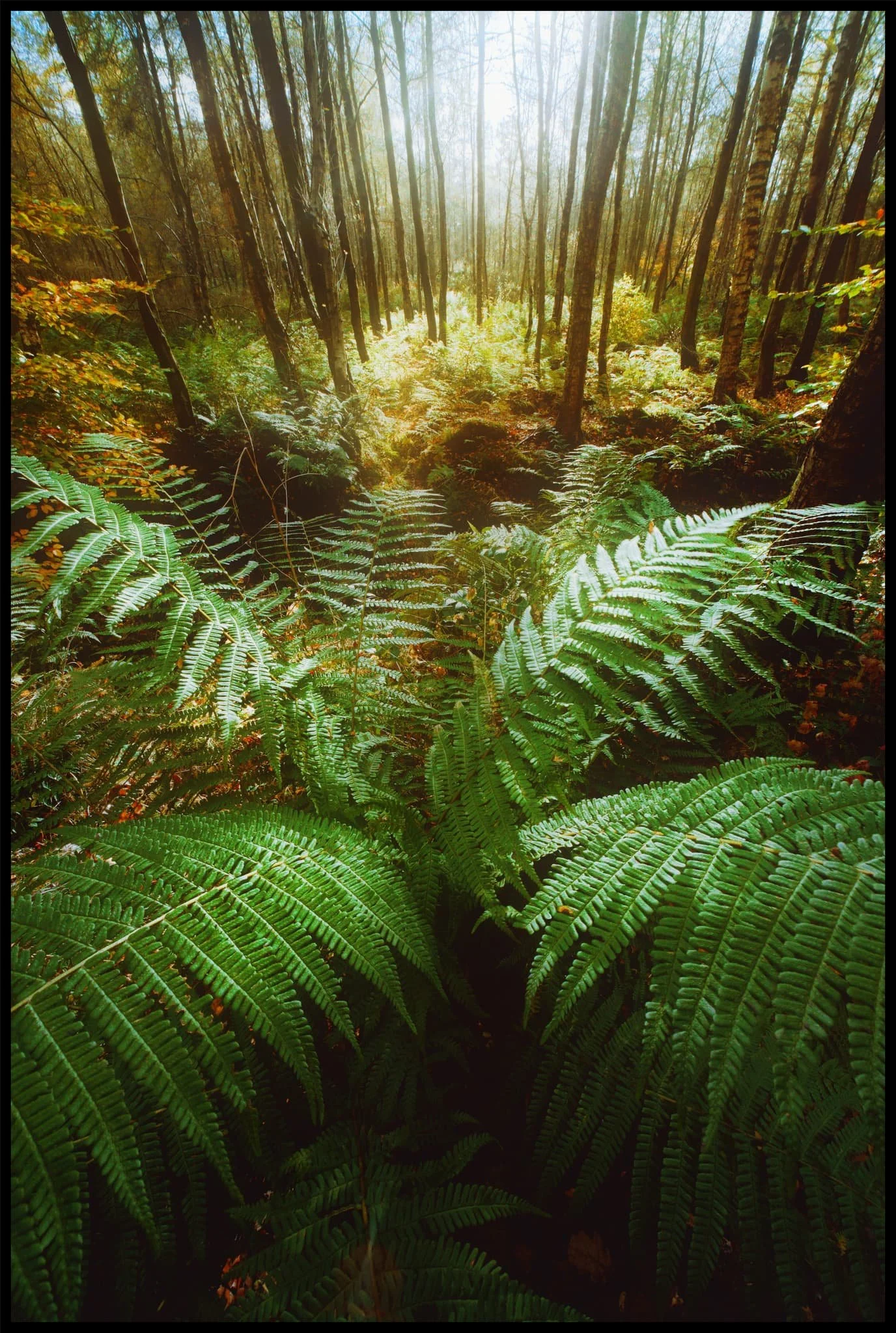  As the sun came out from behind the clouds, I spotted an opportunity for an ultra-wide composition featuring some of the woodland&rsquo;s gorgeous ferns. 
