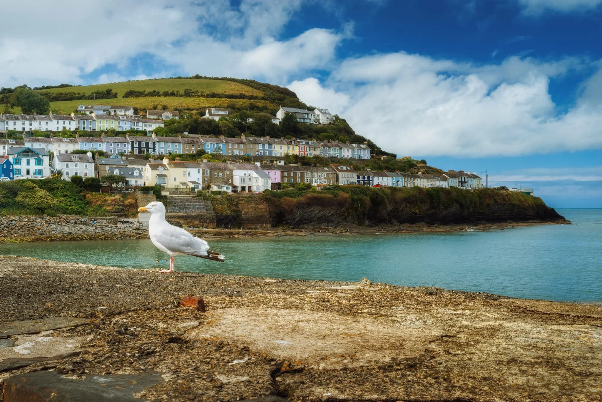  To paraphrase Benjamin Franklin, the only two certainties in life are death and taxes. In UK seaside towns, an additional certainty is seagulls, which were plentiful and confident at New Quay. 