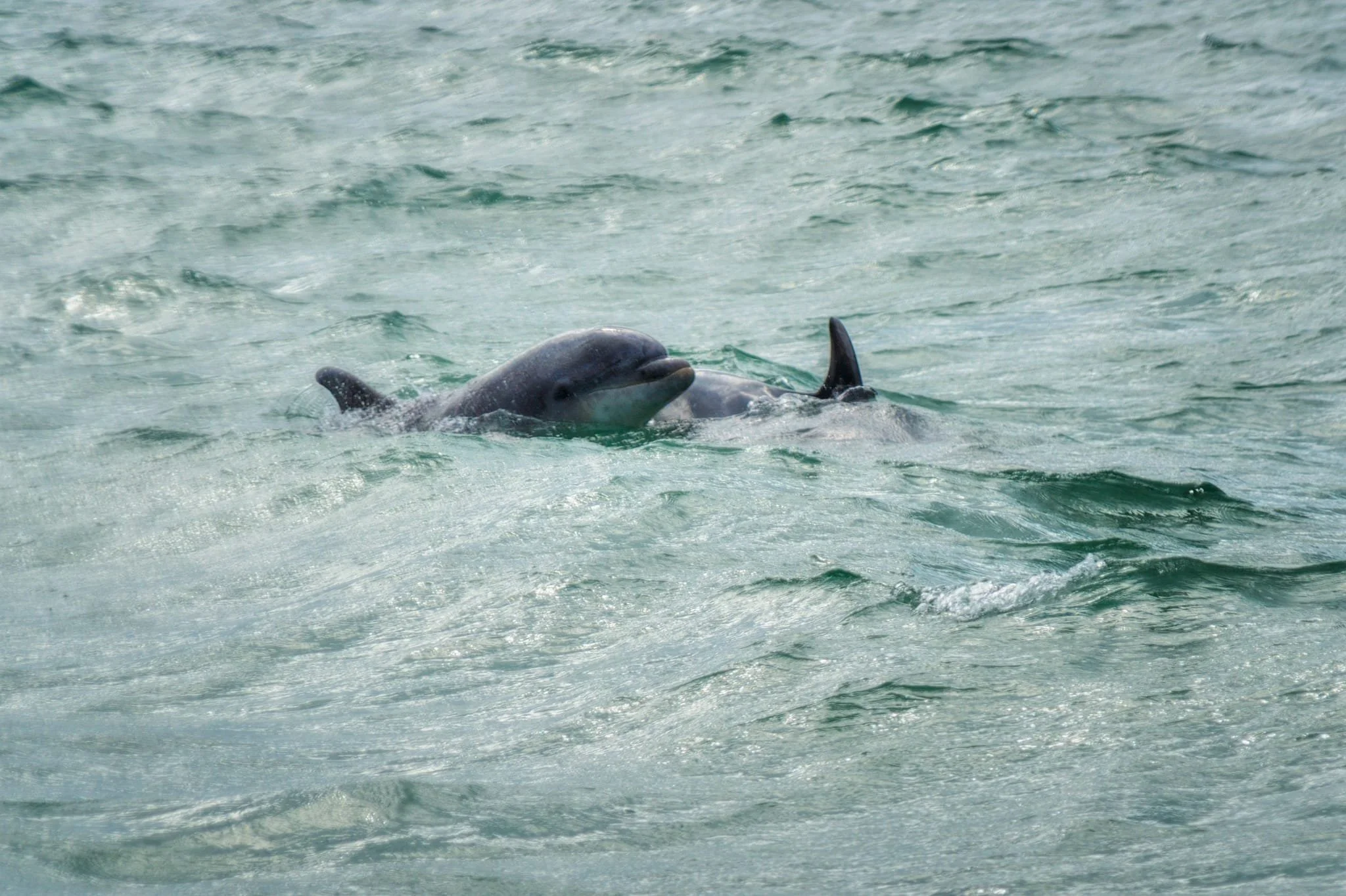 We weren&rsquo;t going to assume we&rsquo;d see any dolphins on this dedicated dolphin-spotting boat trip&hellip; but we were thankful we did! A pair of bottlenose dolphins gave us a couple of glimpses near the boat before heading further out to sea. 