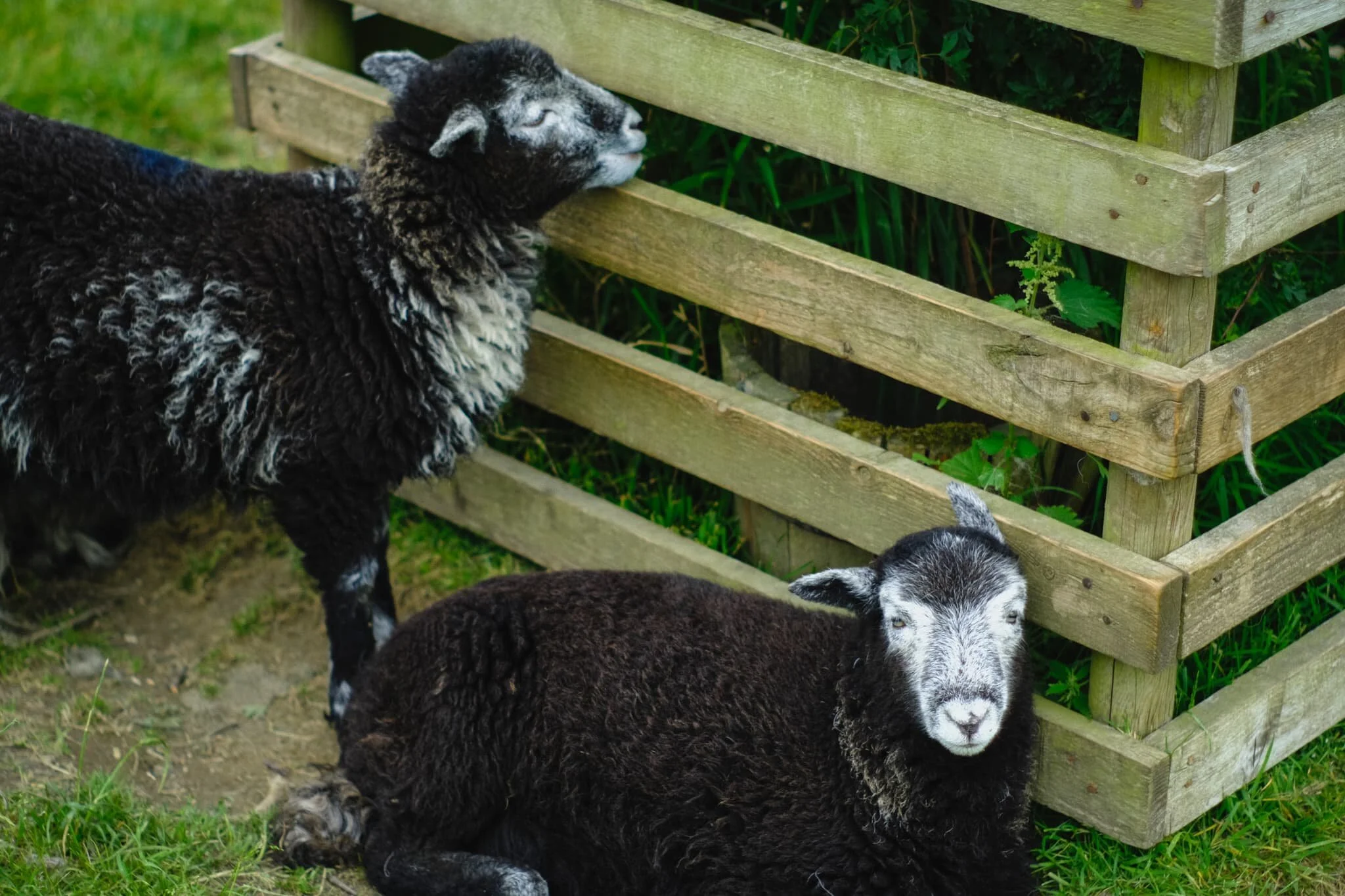  Herdwick lambs seeking shade from the warm day. They are born jet black, save for tufts of white around their ears. As they age, their face and legs turn white and their fleece becomes a dark, chocolatey brown. It&rsquo;s not until they&rsquo;re 2-3 years of age that they get their first clip (shear), which reveals the characteristic grey Herdwick fleece underneath. 