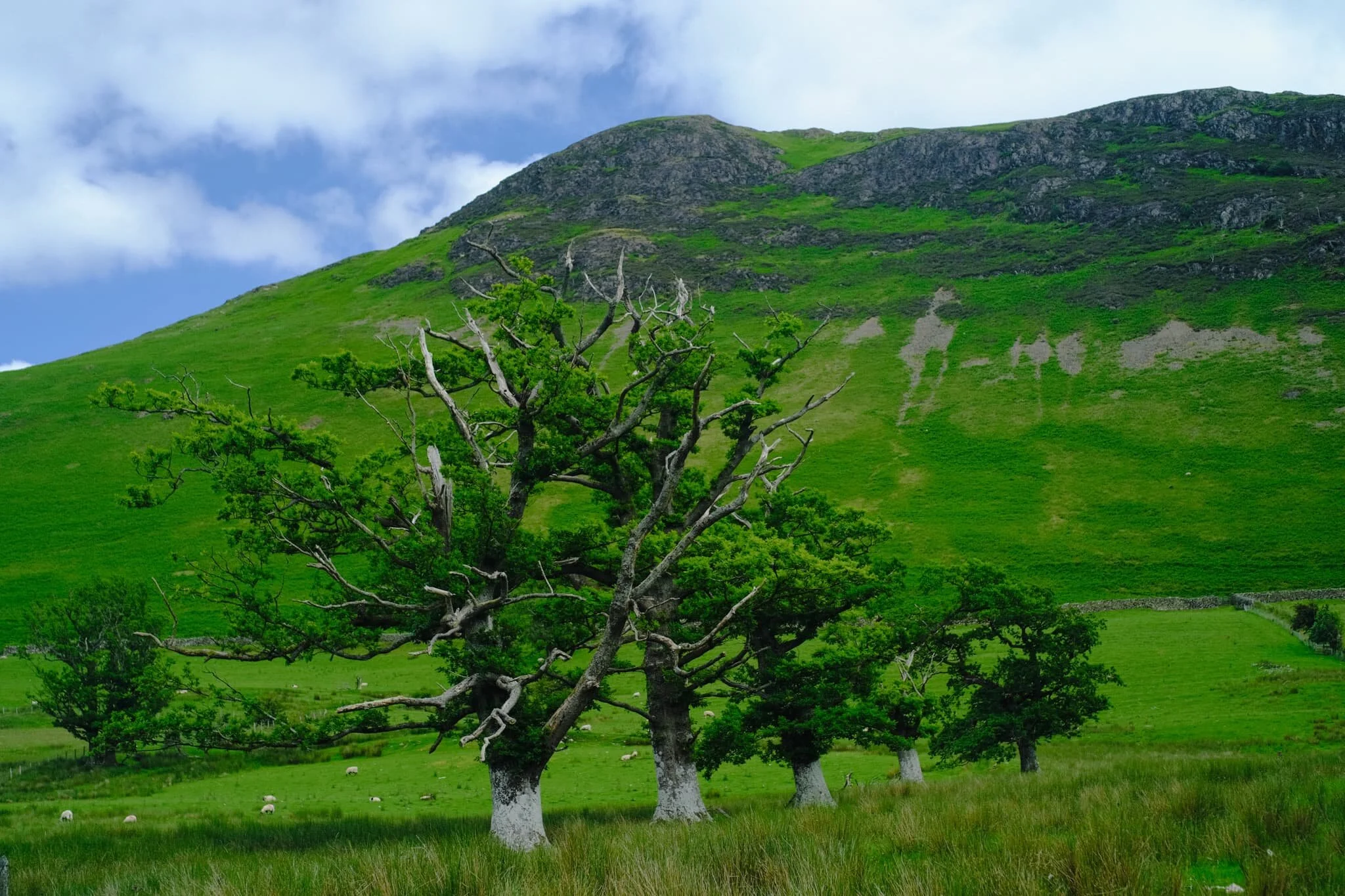  After pausing at Little Town we circled back and followed the trail all the way back towards the Cumbria Way and Keswick. This part of the trail is closer to the valley bottom and more open, giving us different views entirely. 