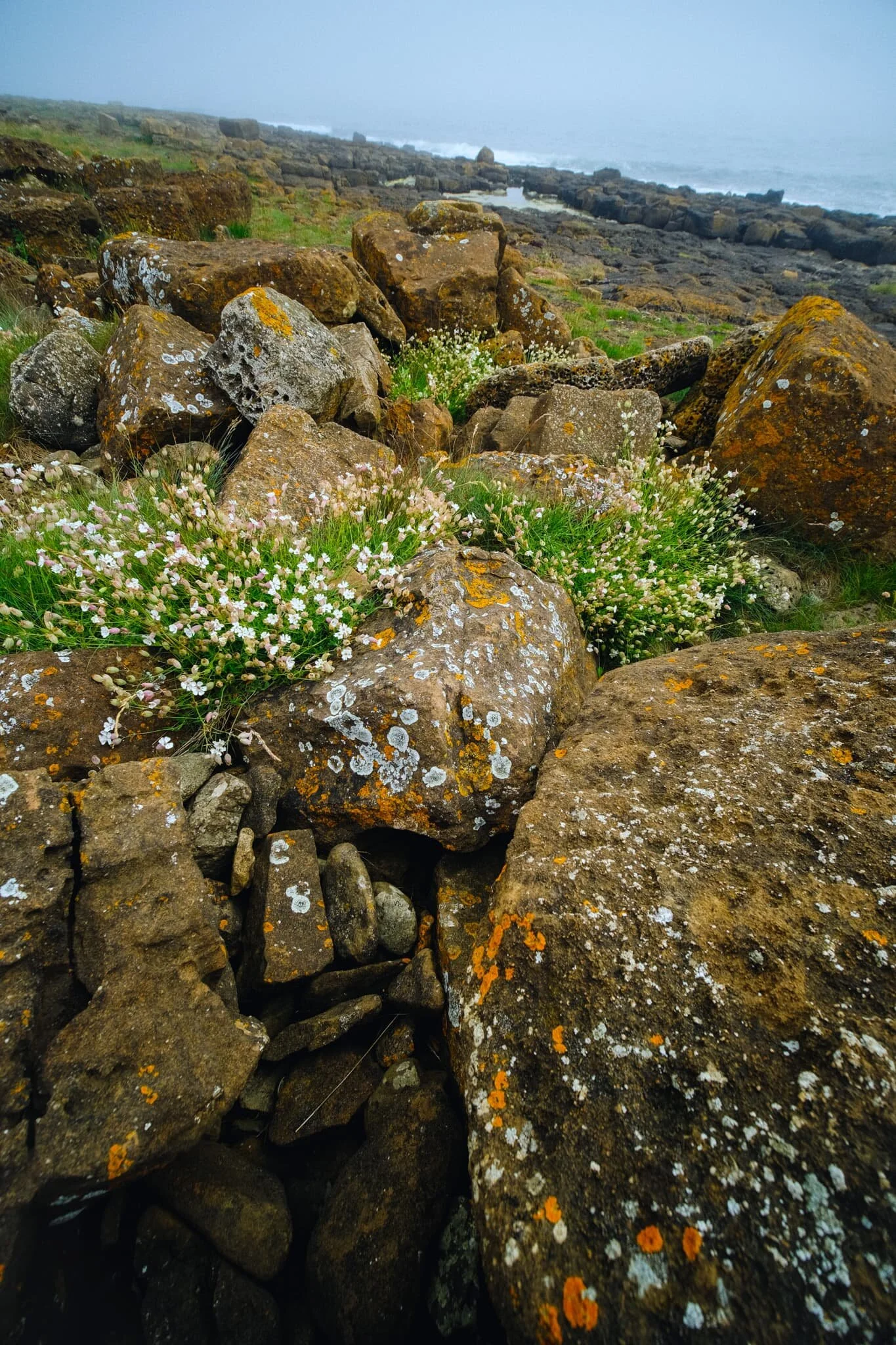 What we found was a coastline of bloom flowers, lichen and moss, and volcanic black boulders everywhere. With the haar in place, the area appeared to me magical and surreal.