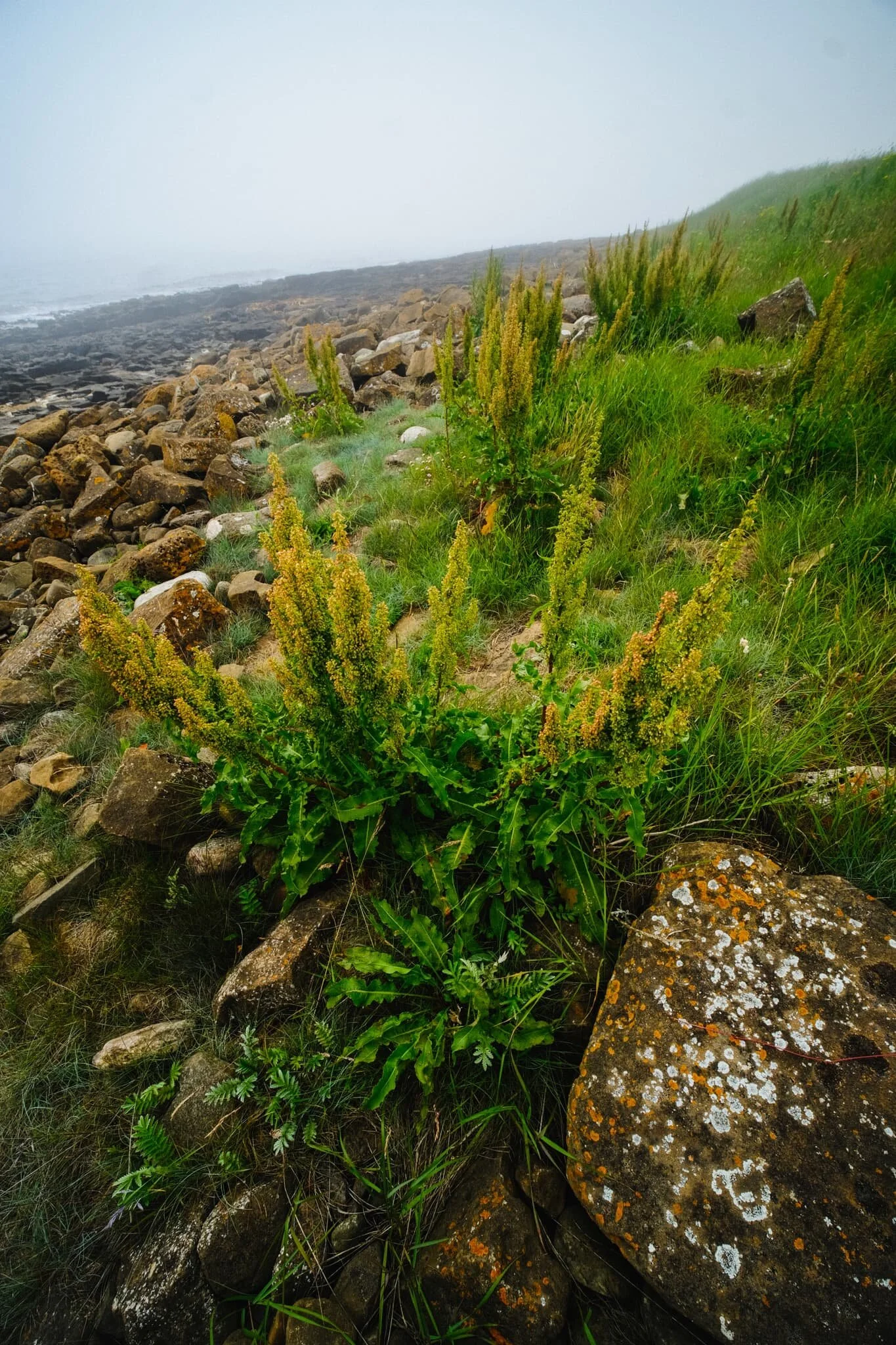 Blossoming flowers and weeds everywhere gave me more opportunities for interesting photos.