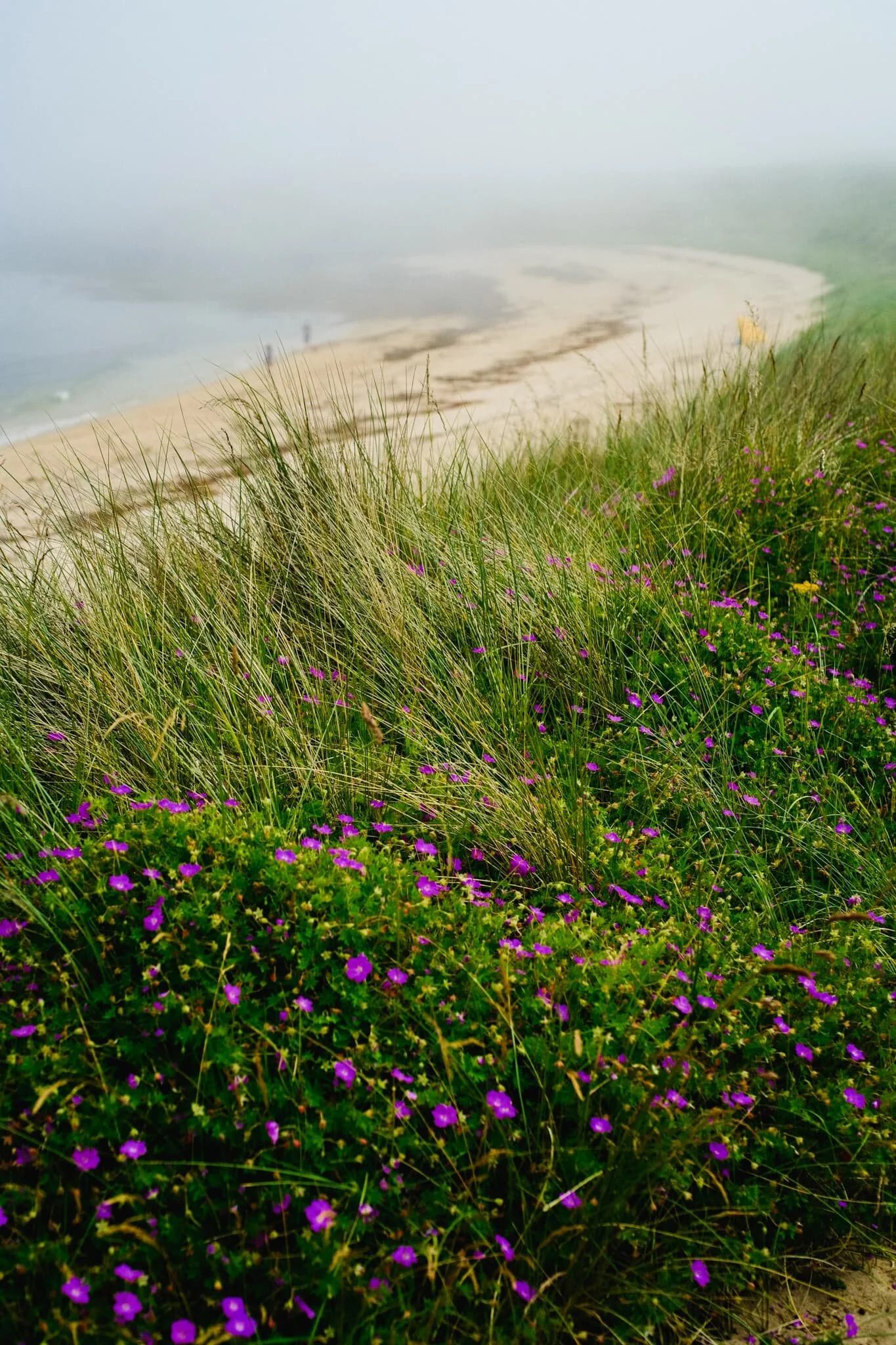 A beautiful blossom of Geranium sanguineum , otherwise known as bloody crane’s-bill. Also the national flower of Northumberland!