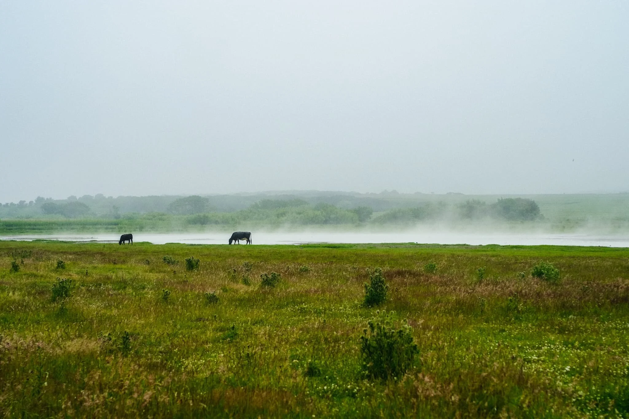 On our way back, the haar was finally starting to burn off courtesy of the midday summer sun. In the distance, cows graze peaceful near a pond.