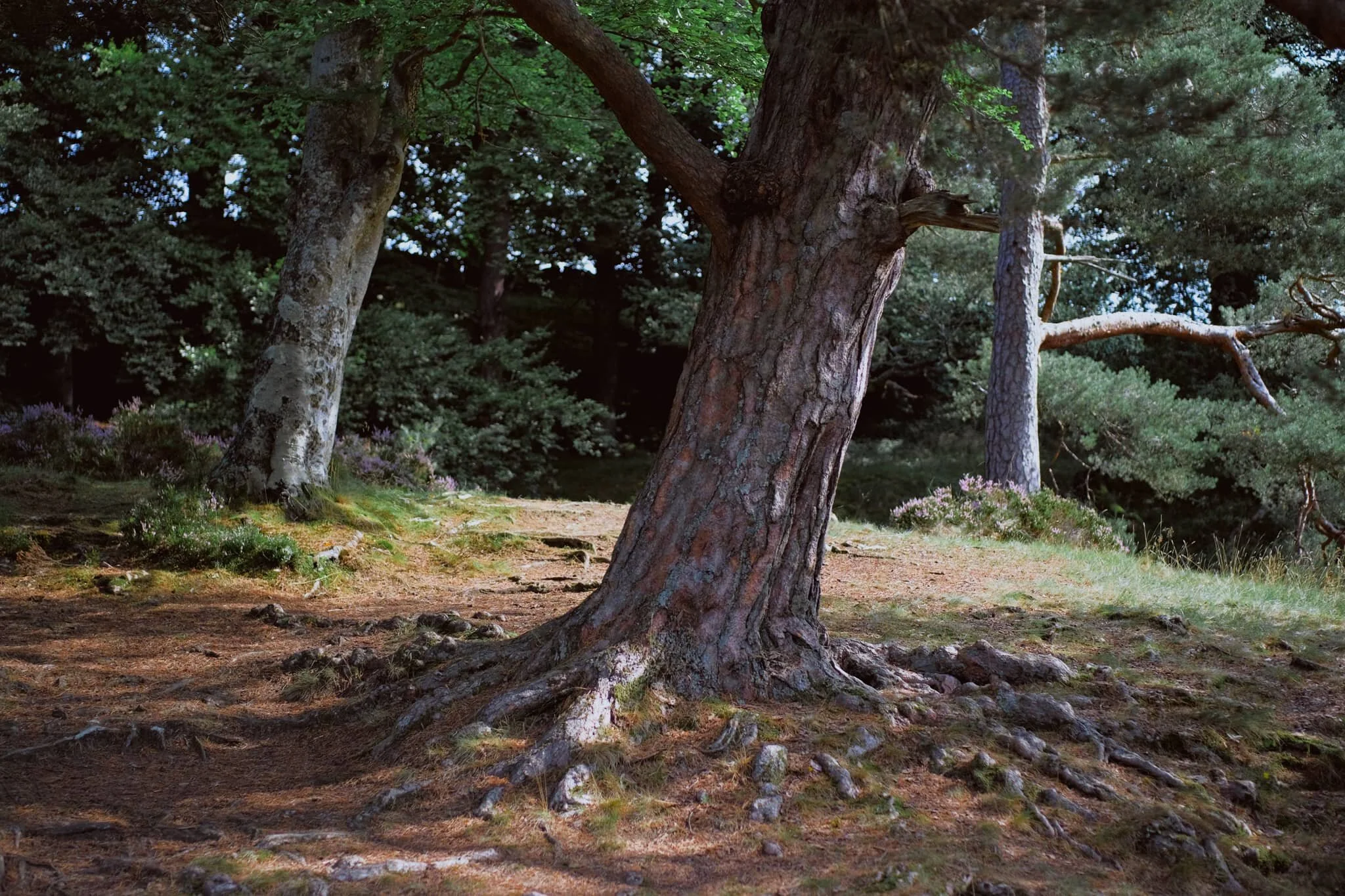 The conditions and light were beautiful. Not too harsh. Autumn’s definitely on the way.