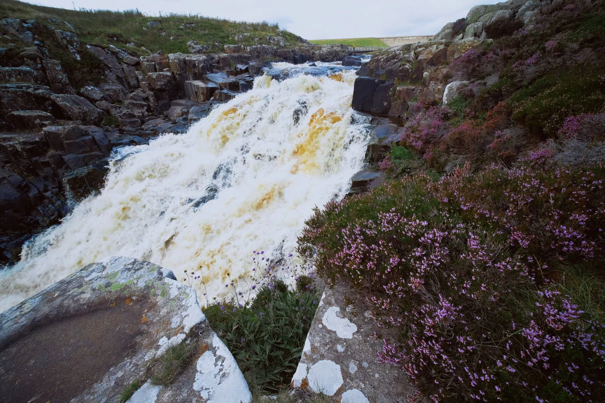 With the heather in bloom, they provided wonderful pops of colour around the waterfall.
