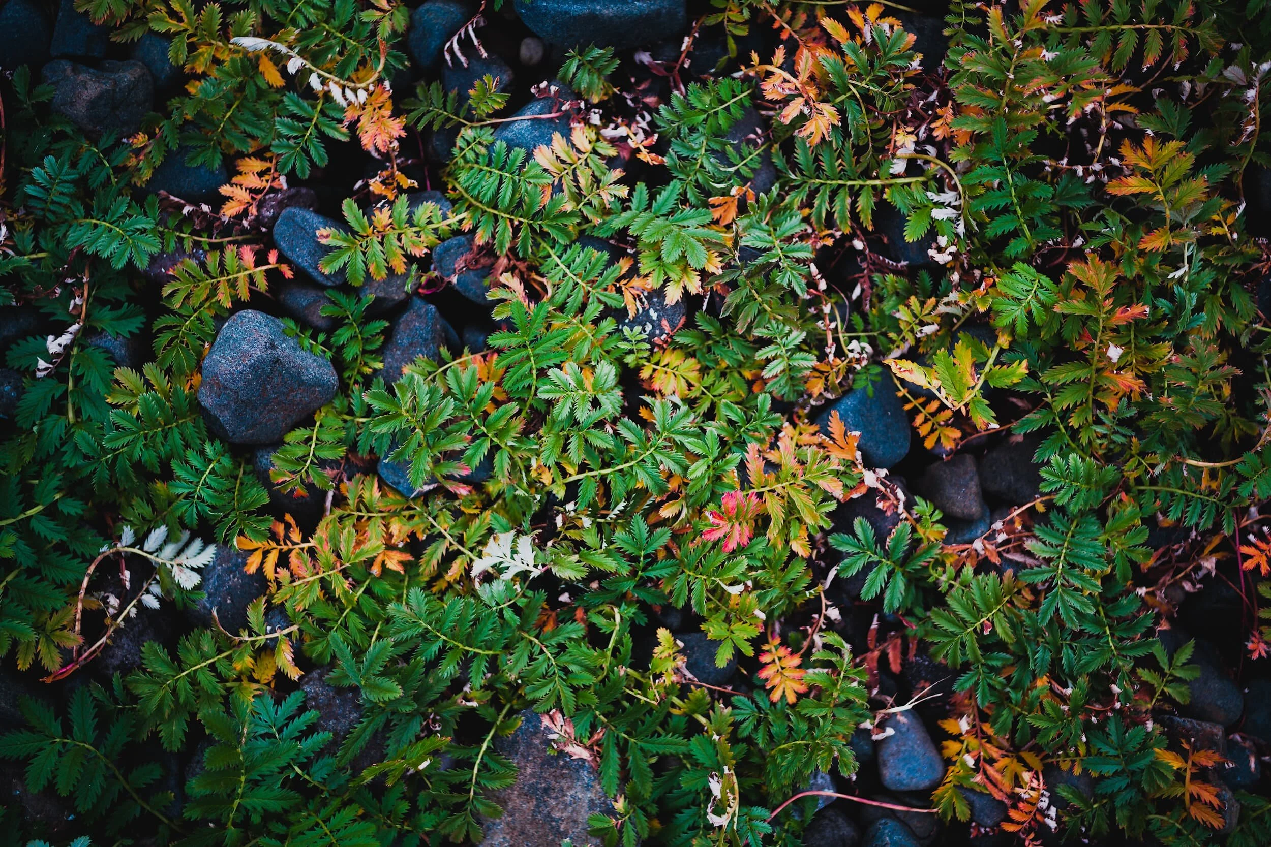  Always remember to look at where you&rsquo;re standing, because I did and found this delightful and somewhat chaotic array of plant life by my feet. I think this might be  Rosa pimpinellifolia , the Burnet Rose. 
