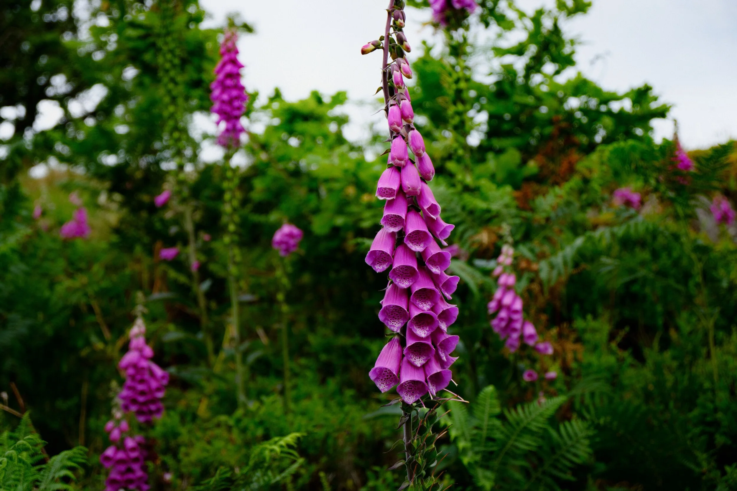 Loads of foxglove ( Digitalis purpurea ) on the way up to Orrest Head summit.