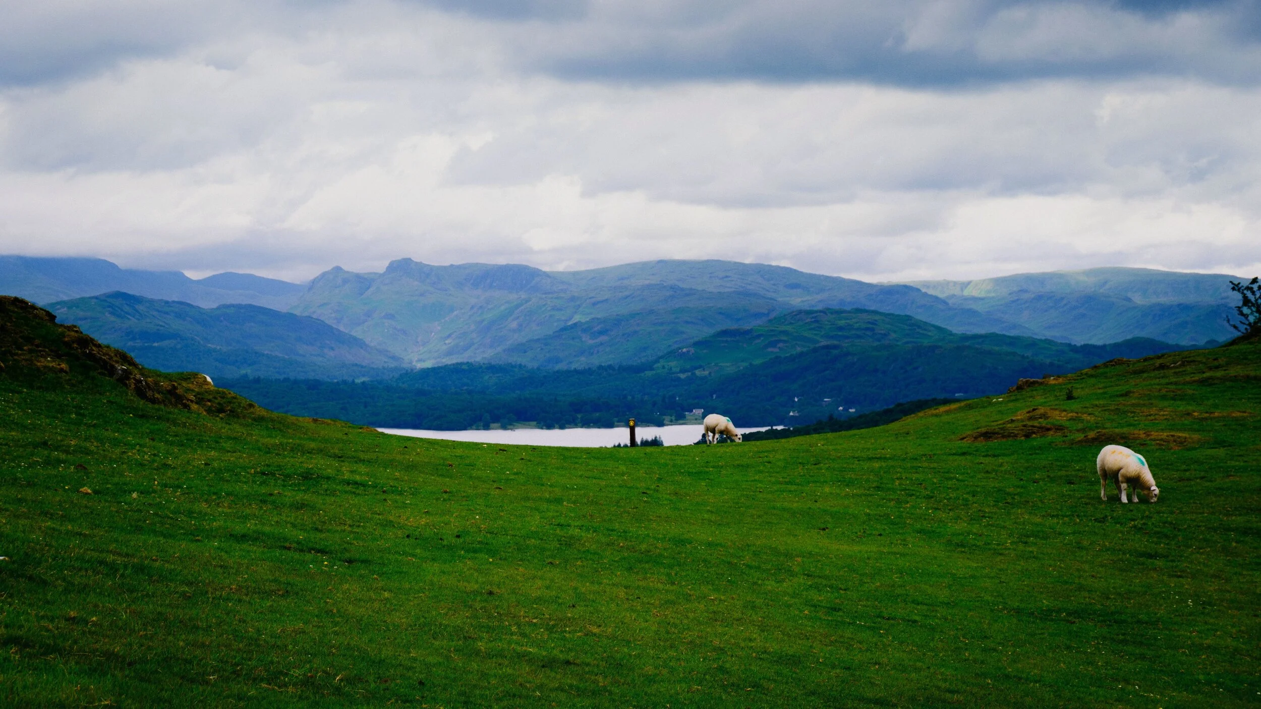 Coming down and around the shoulder of Orrest Head, this spring’s lambs peacefully grazing, and the gorgeous Langdale Pikes in the distance.